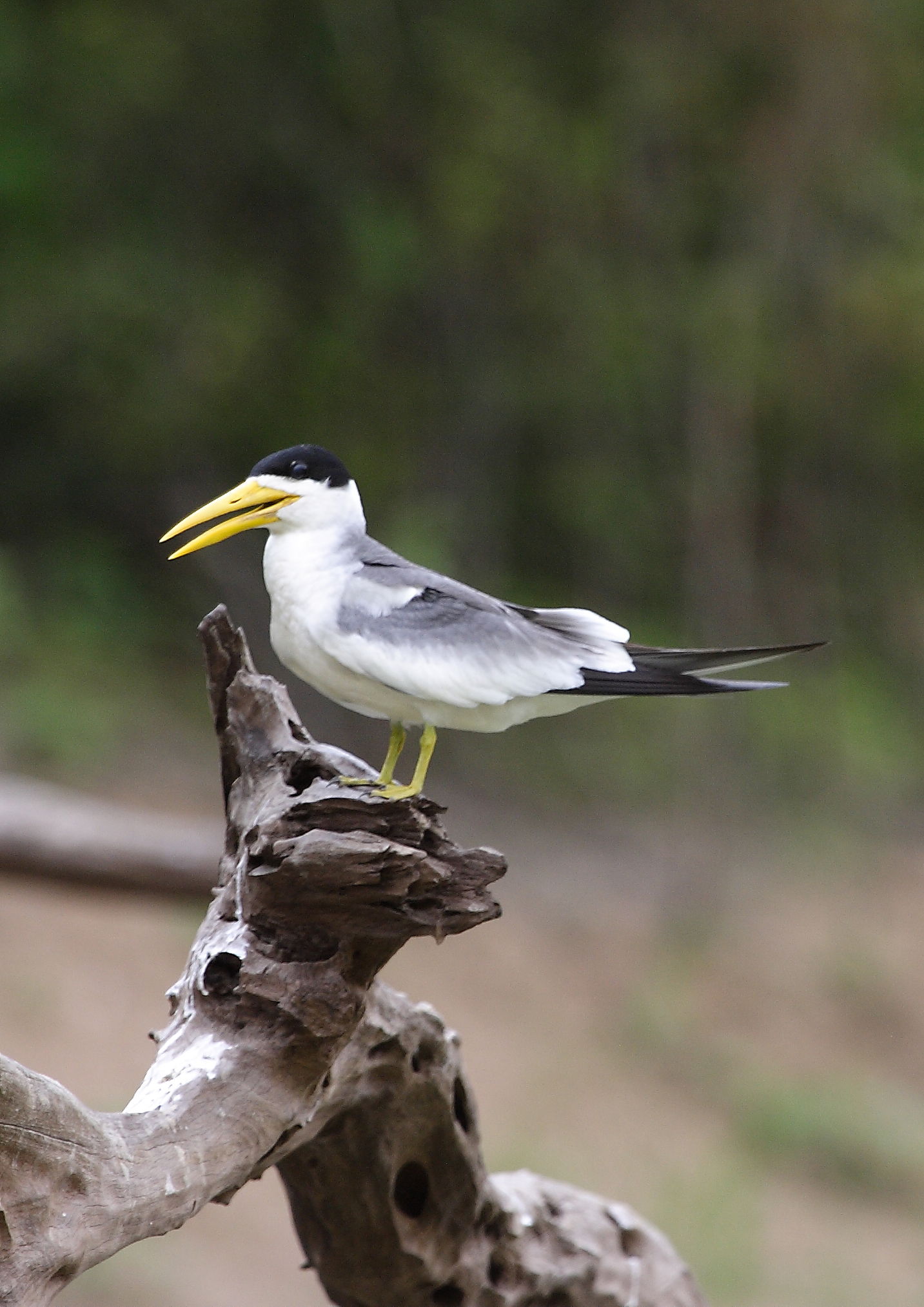 Large-billed Terns