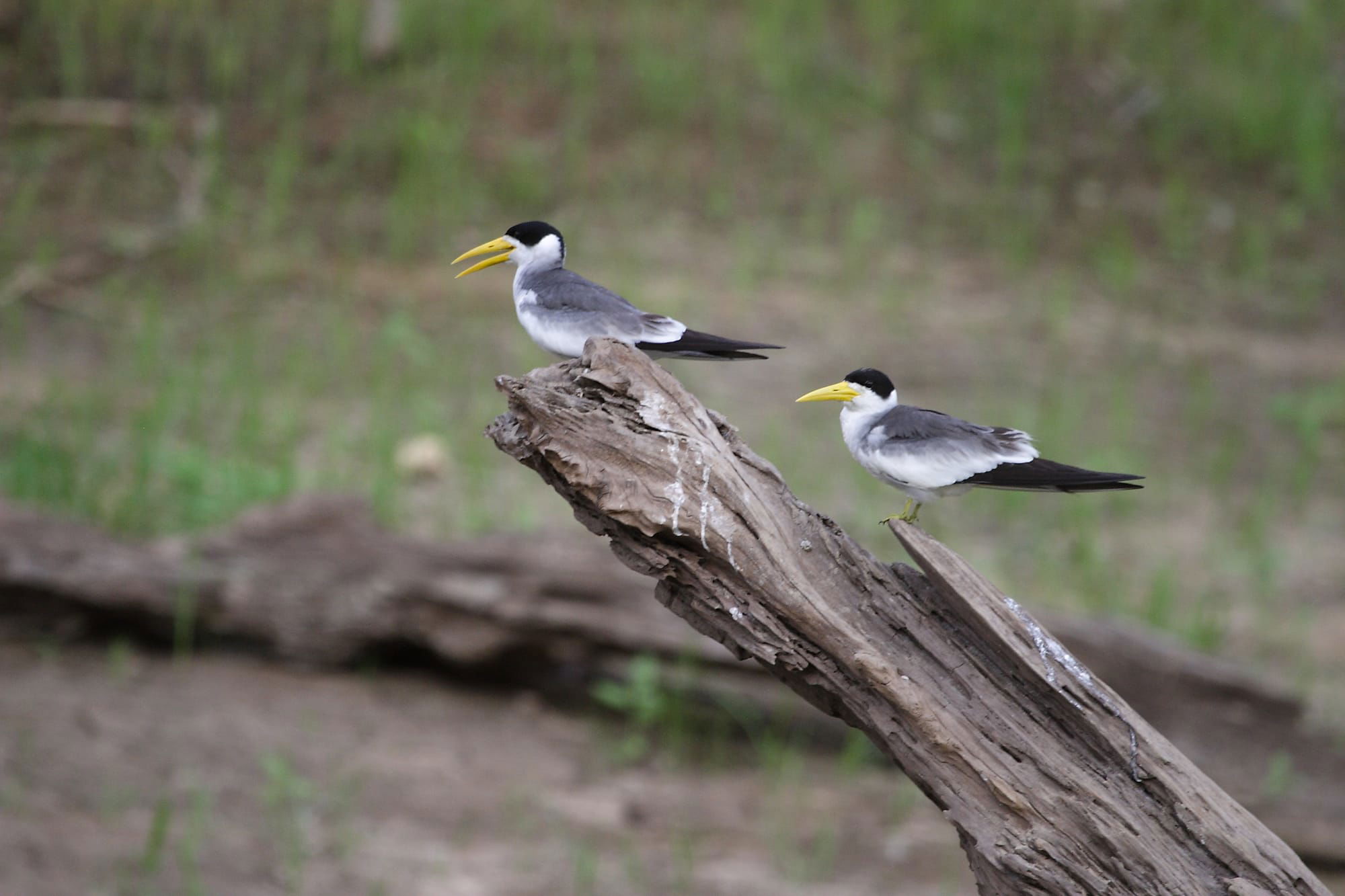 Large-billed Terns