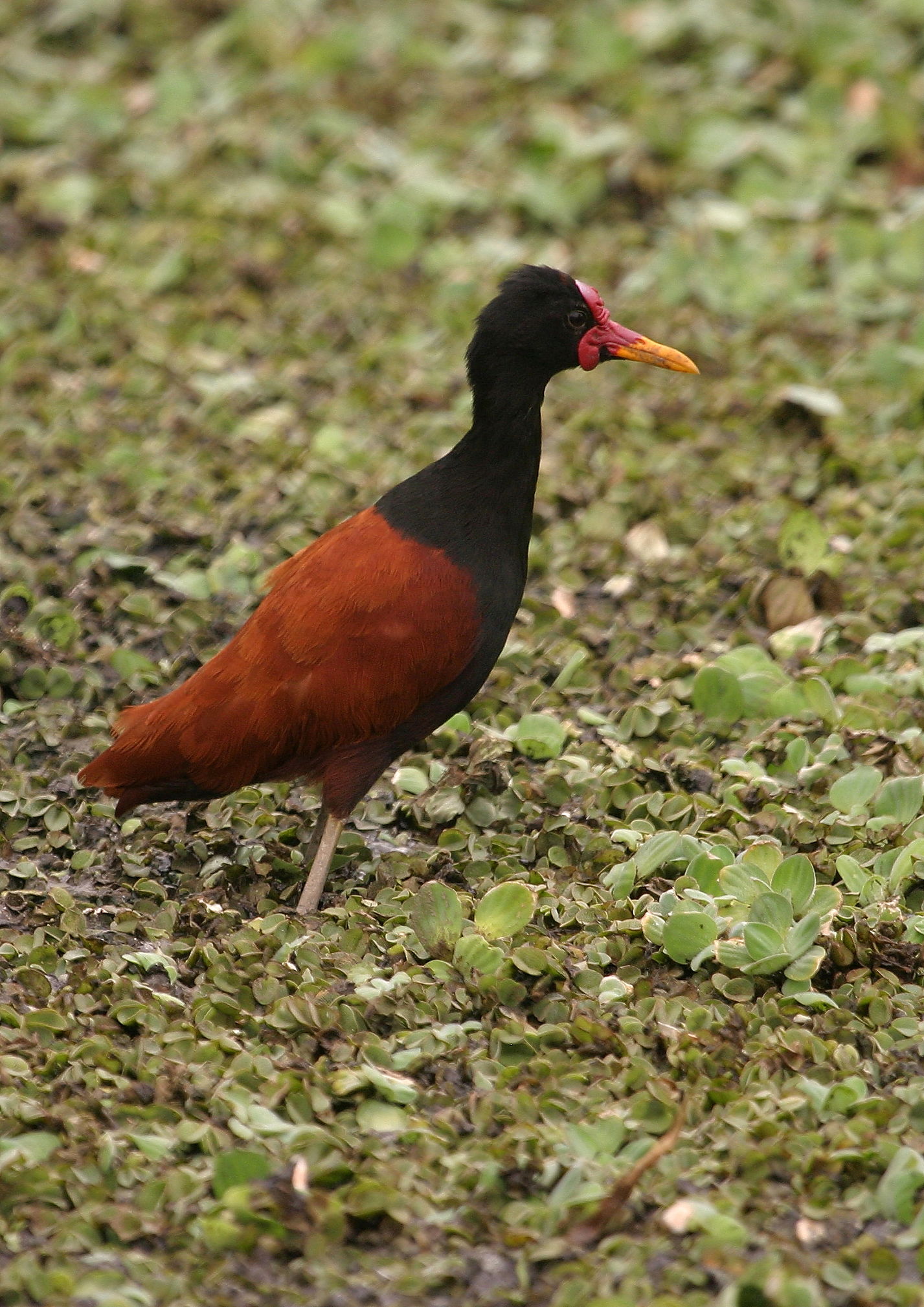 Wattled Jacana