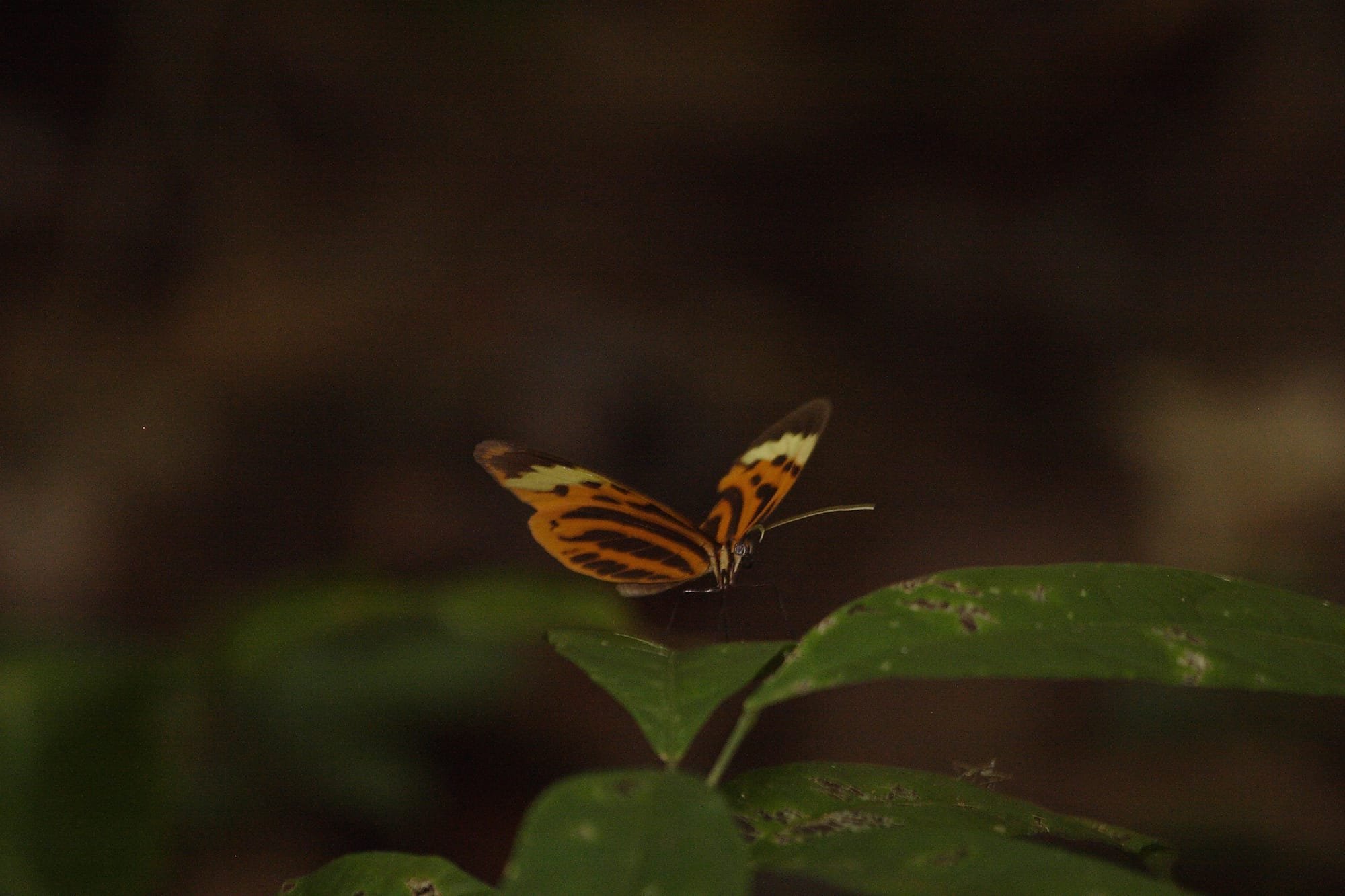 Tiger-winged Butterfly