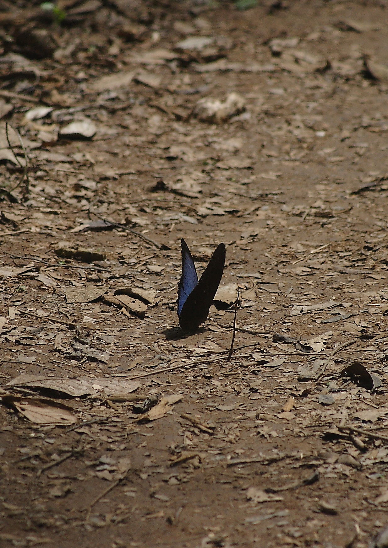 Blue Morph Butterfly