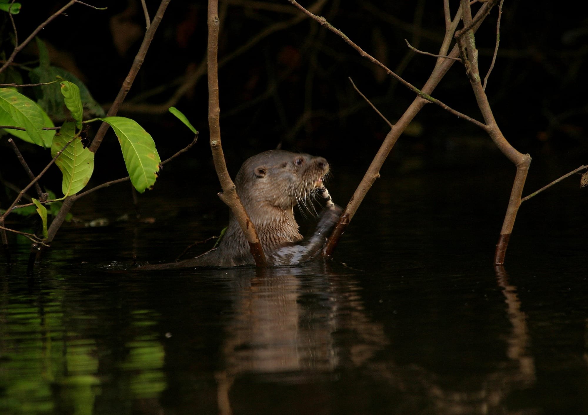 River Otter and Marsh Snake