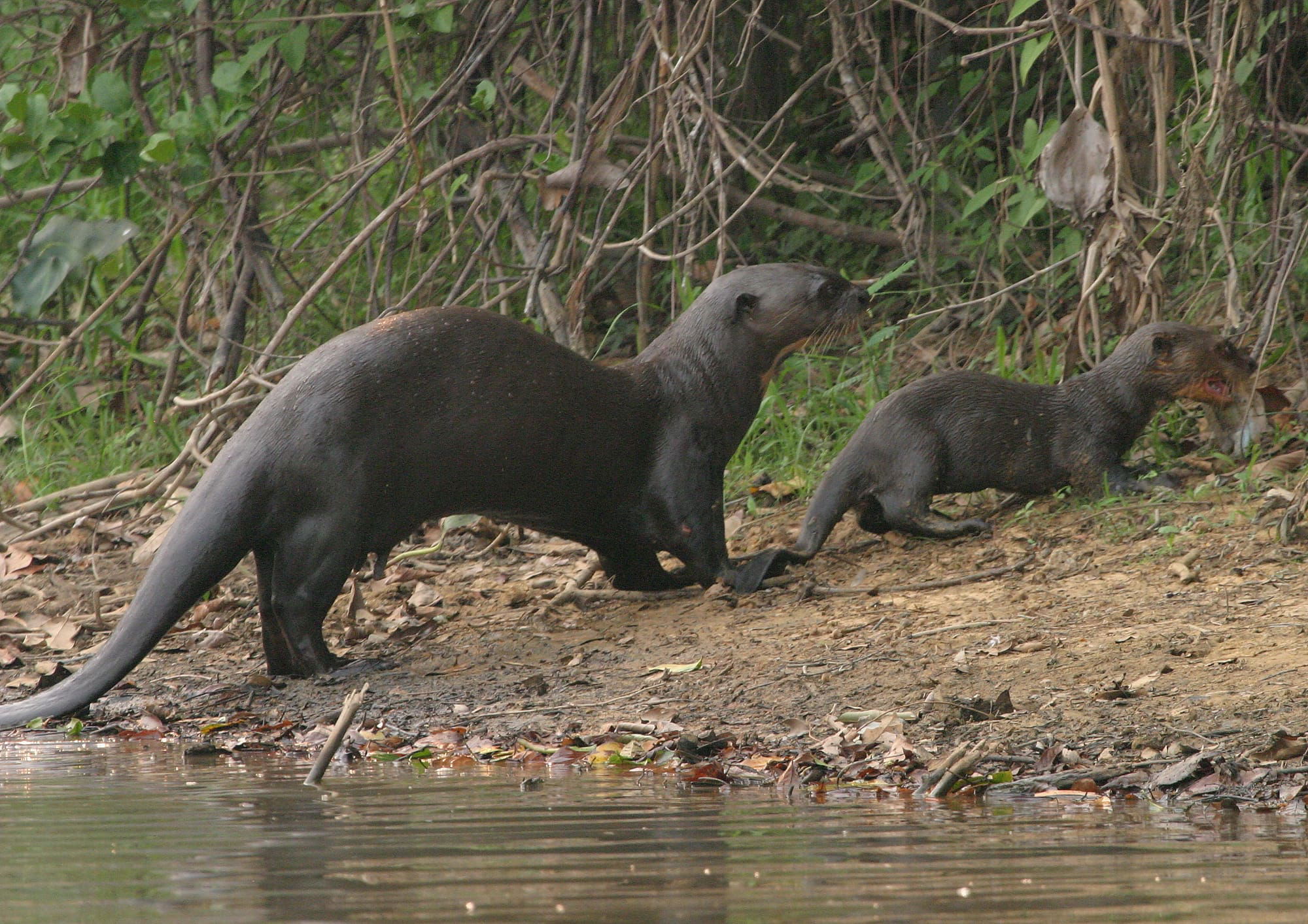 Great Otter