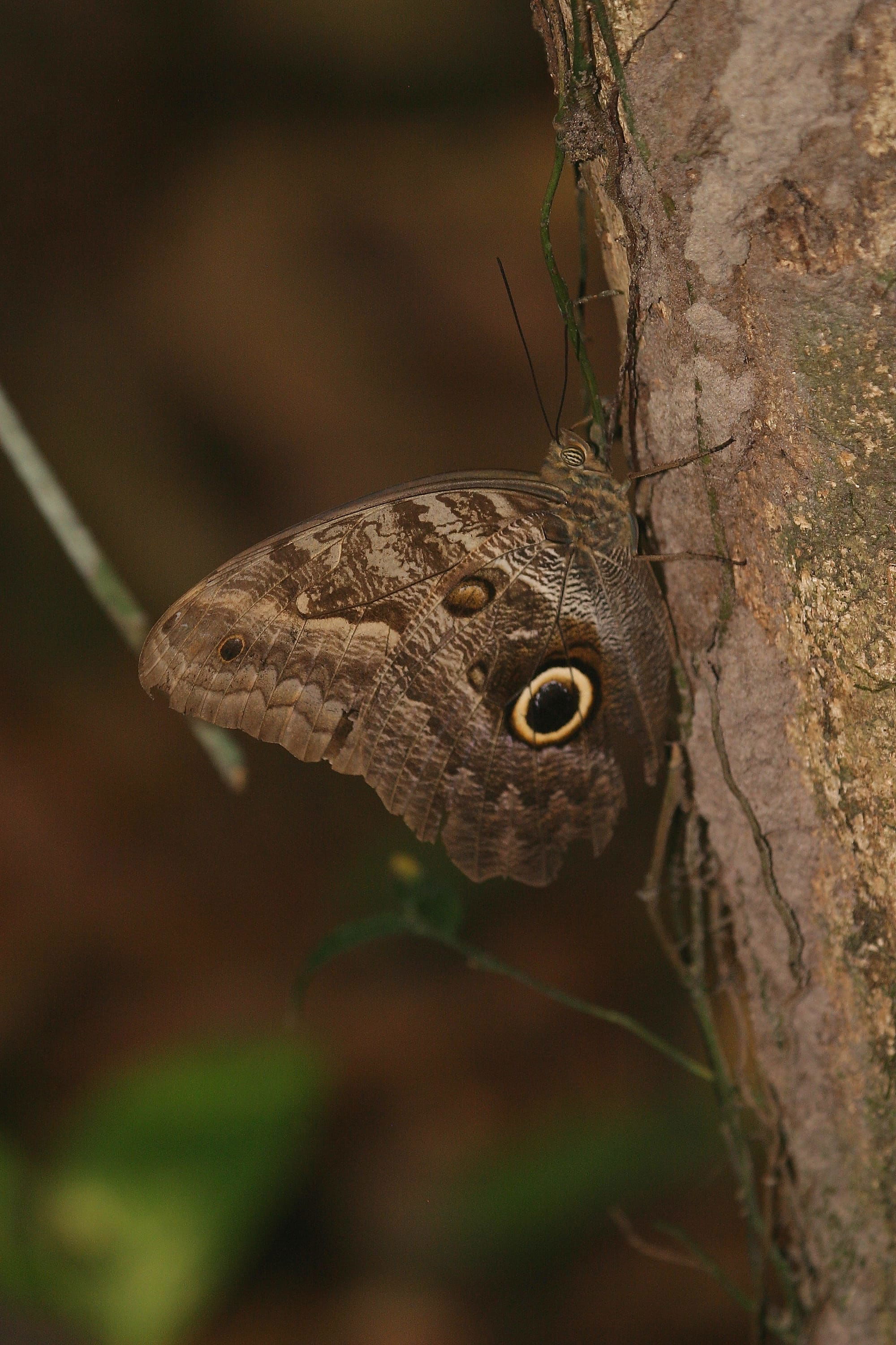 Owl Butterfly