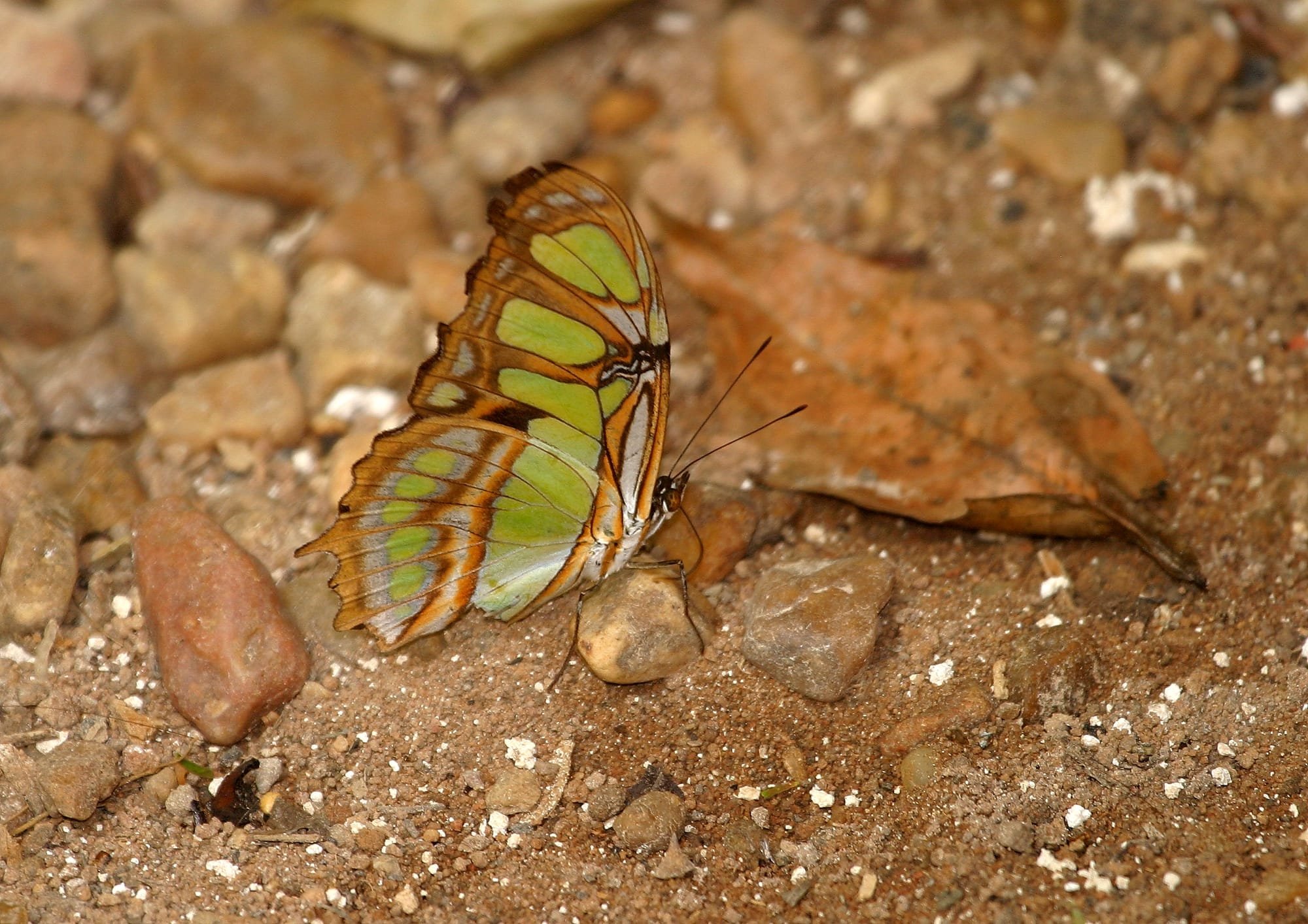 Green Longwing Butterfly