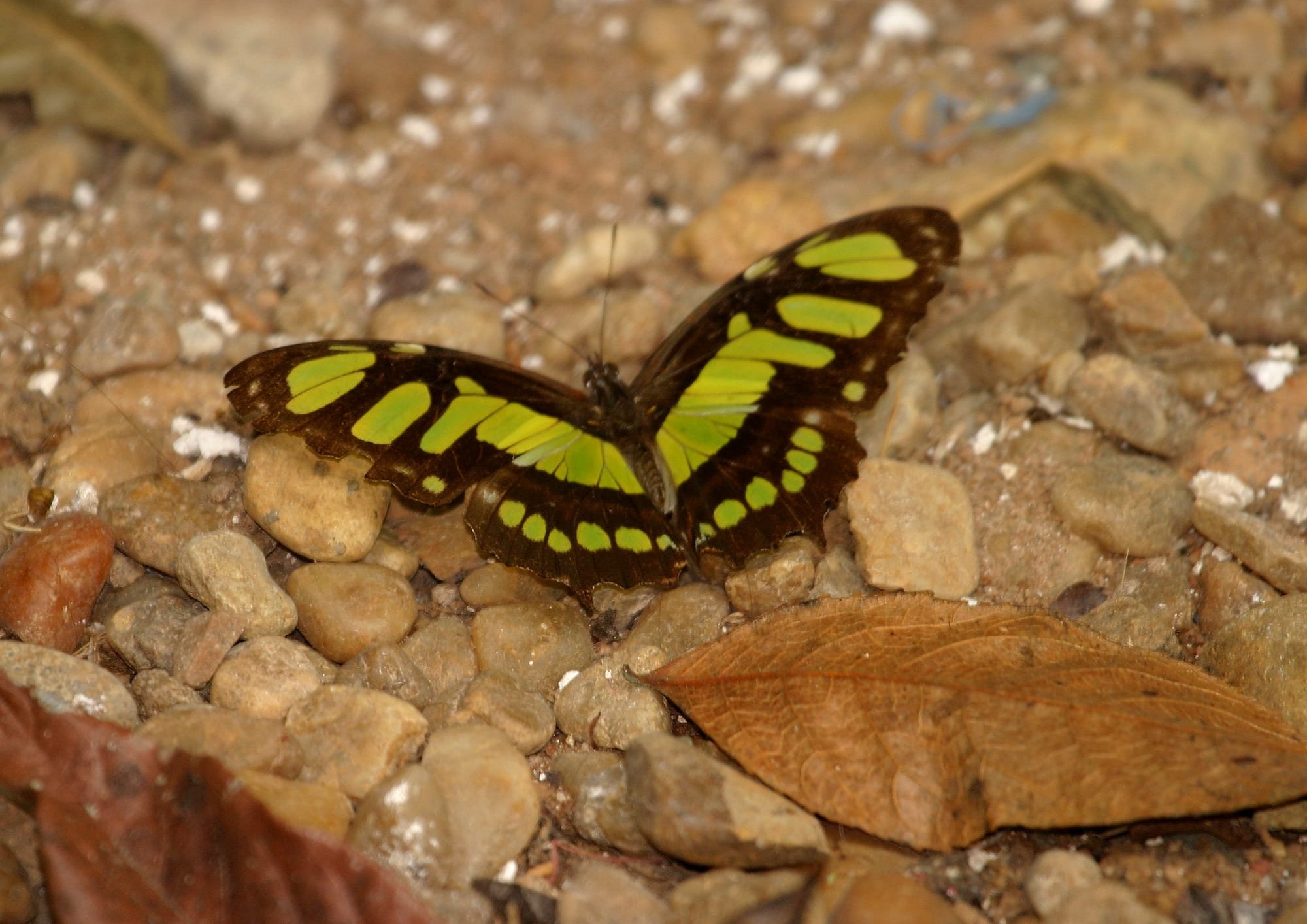 Green Longwing Butterfly