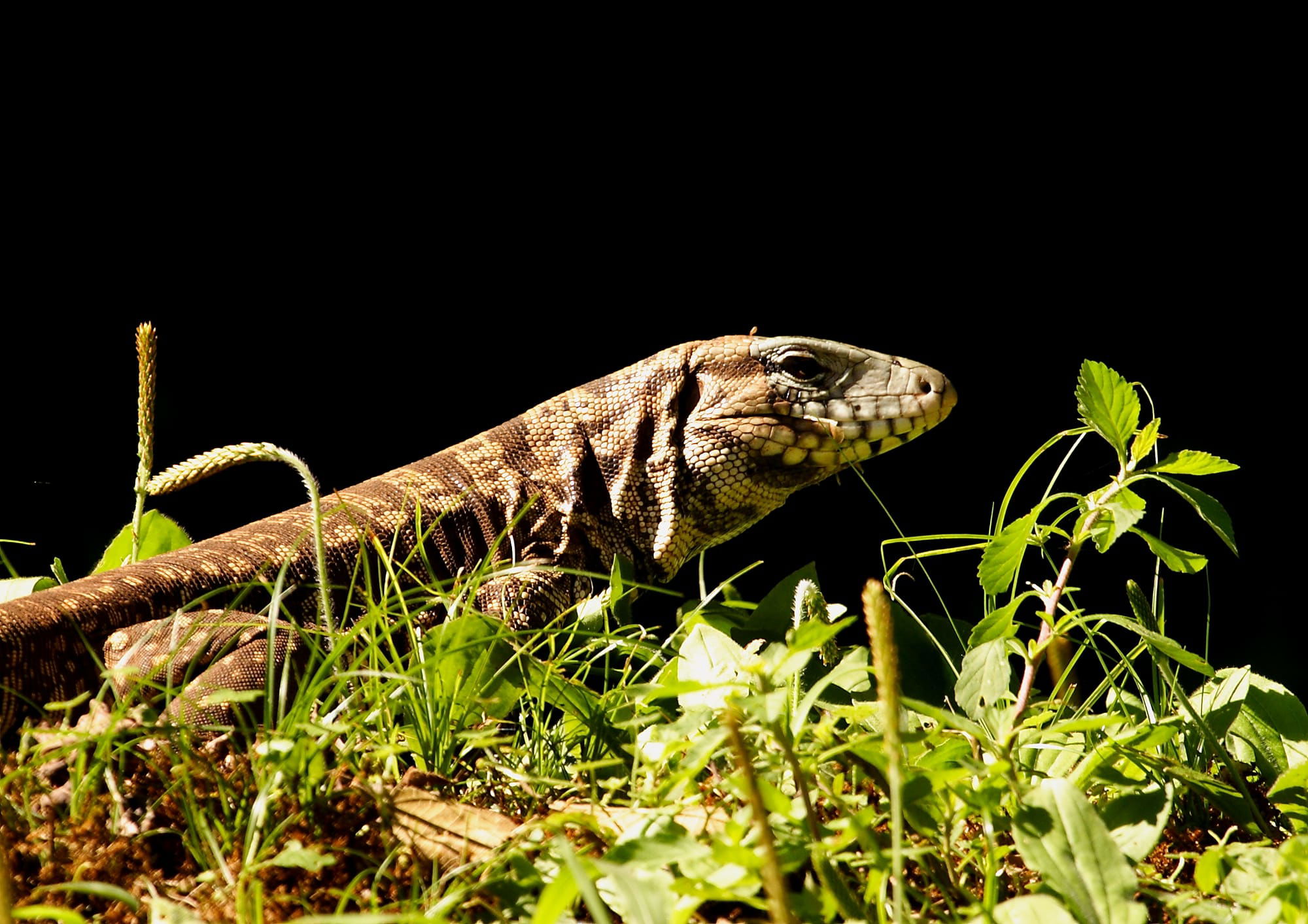 Golden Tegu Lizard