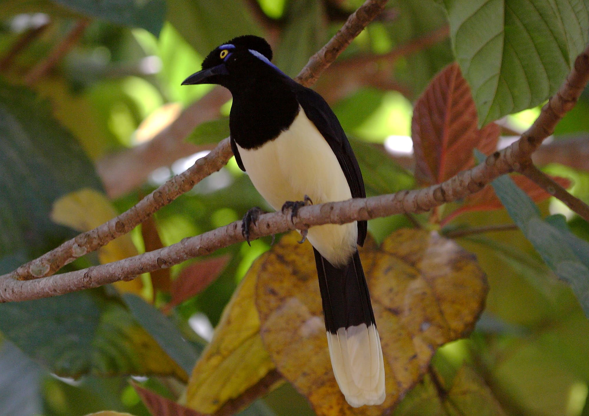 Plush-crested Jay