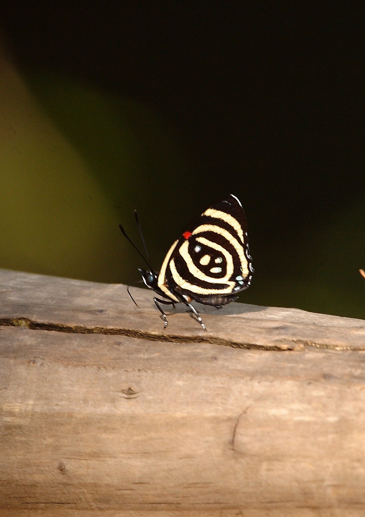 Little Callicore Butterfly