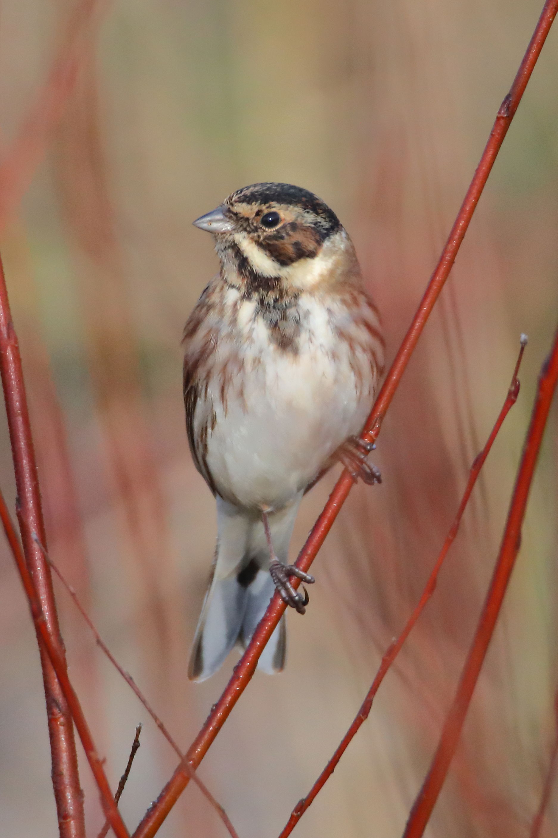 Reed Bunting