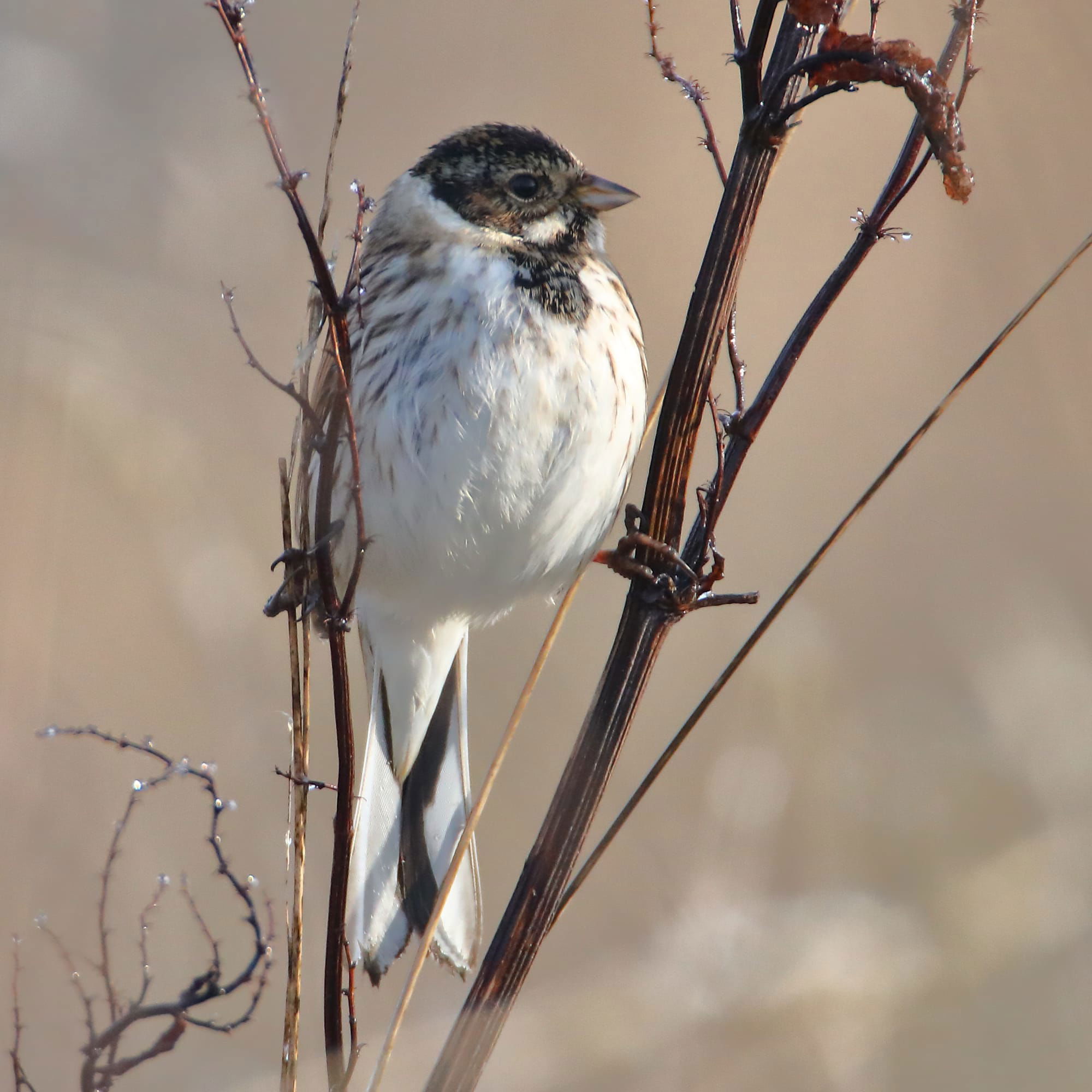 Reed Bunting