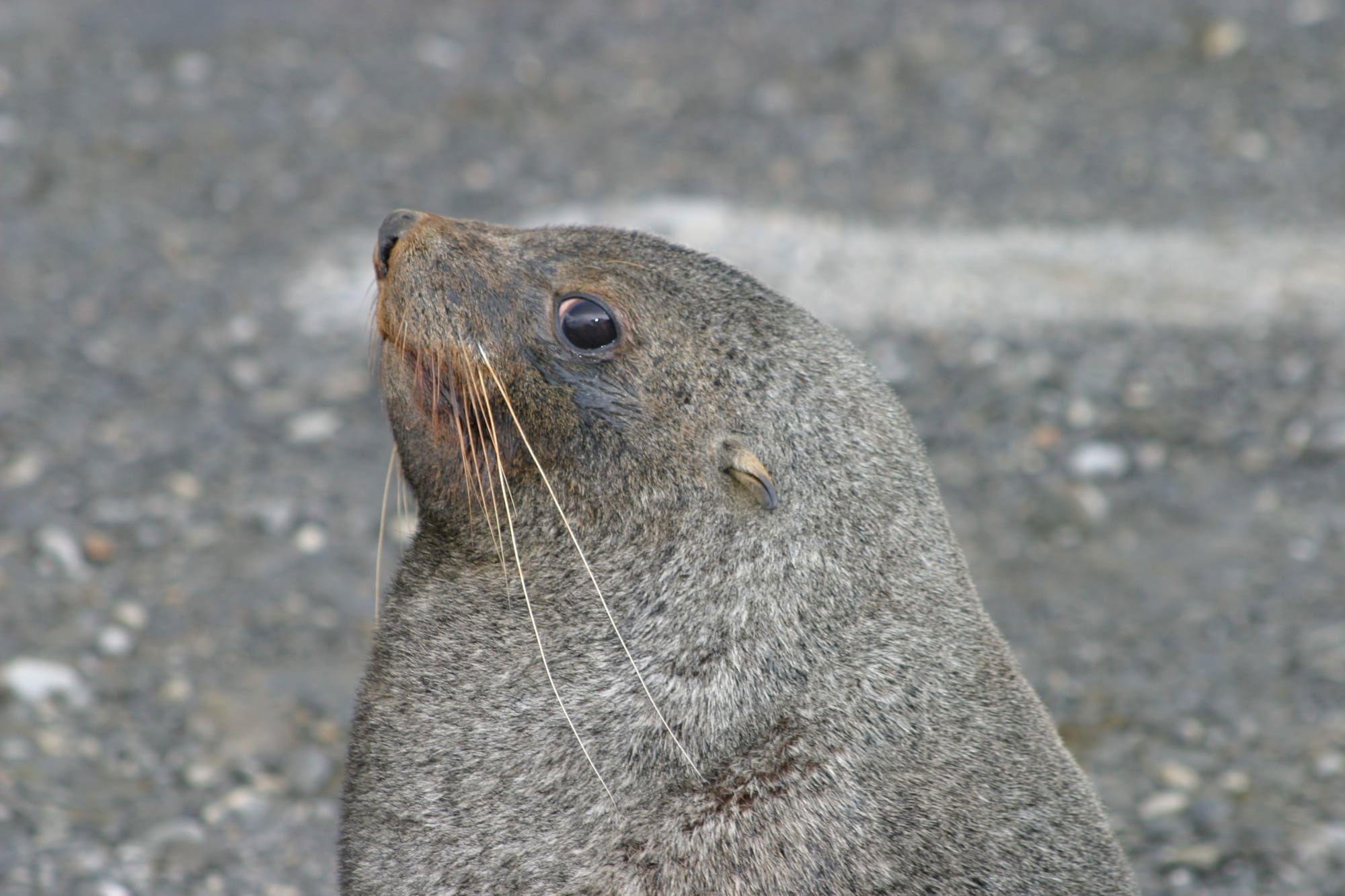 Antarctic Fur Seal