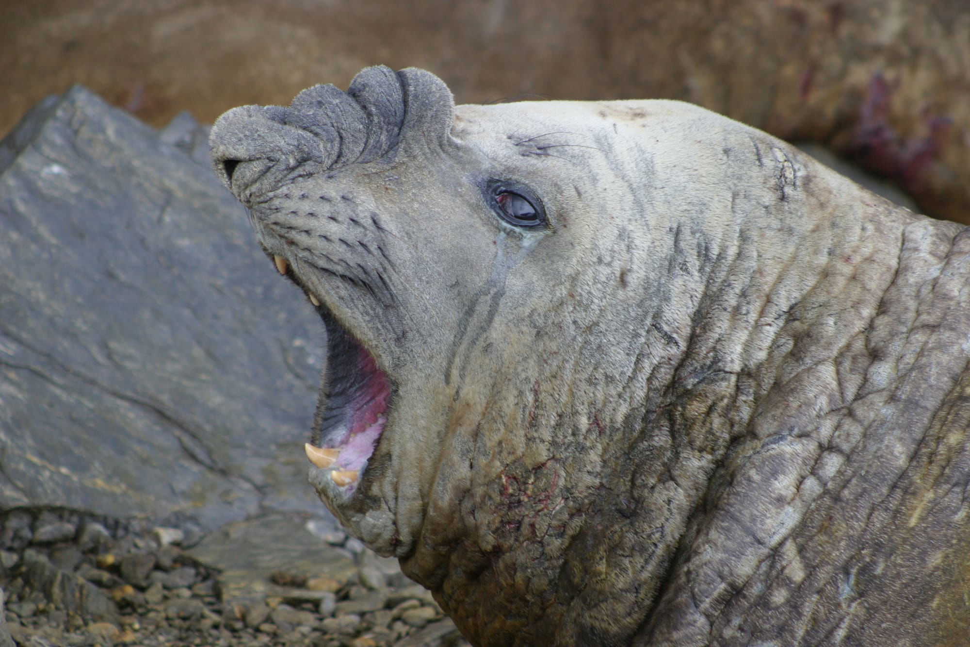 Elephant Seal