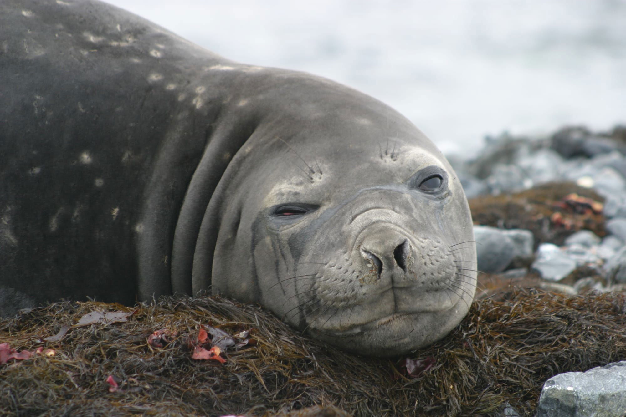 Elephant Seal