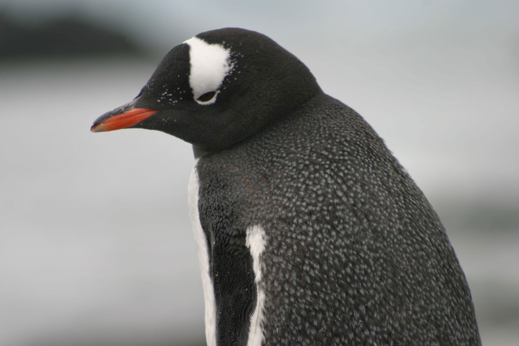 Gentoo Penguin