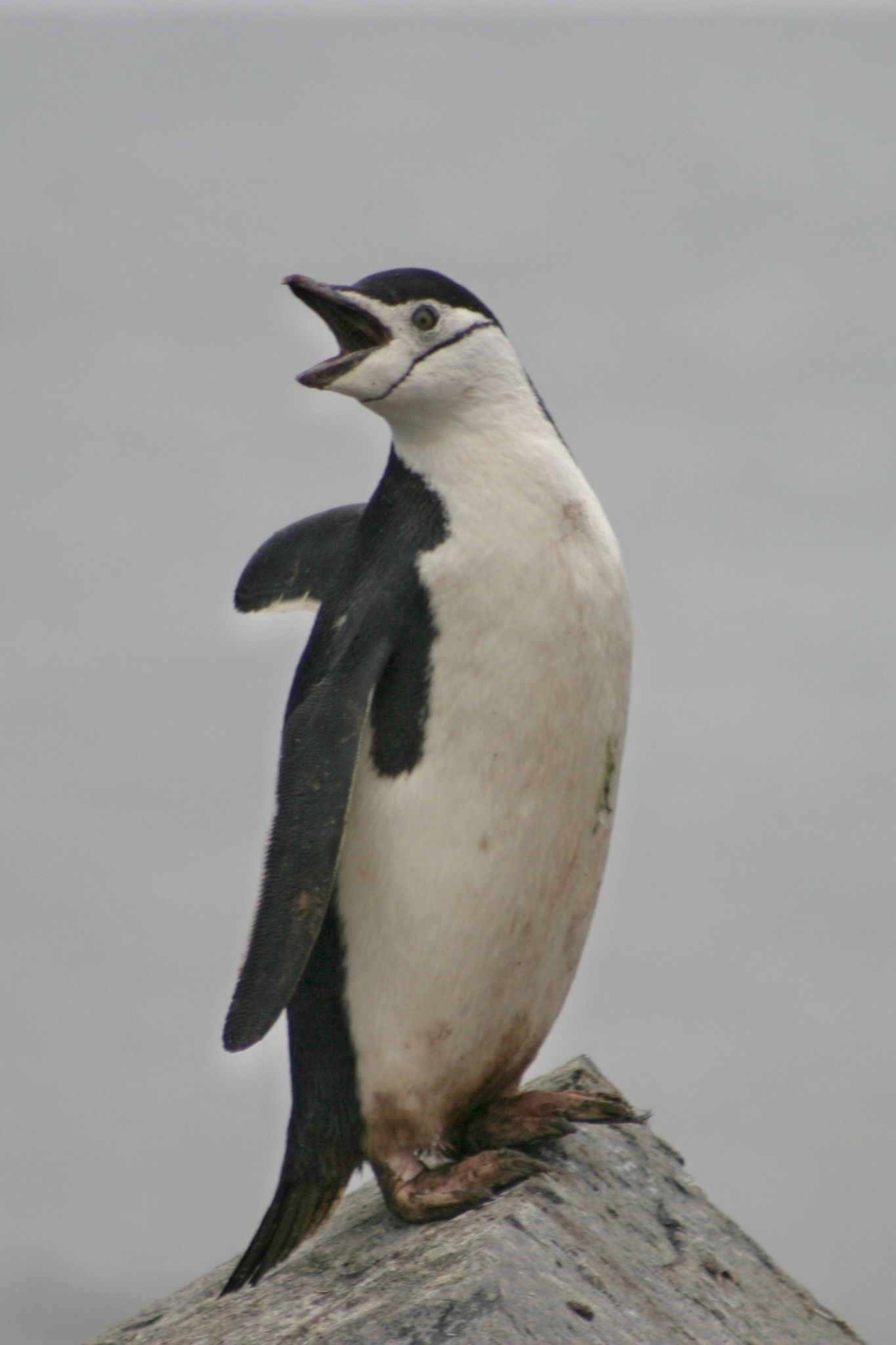 Chinstrap Penguin