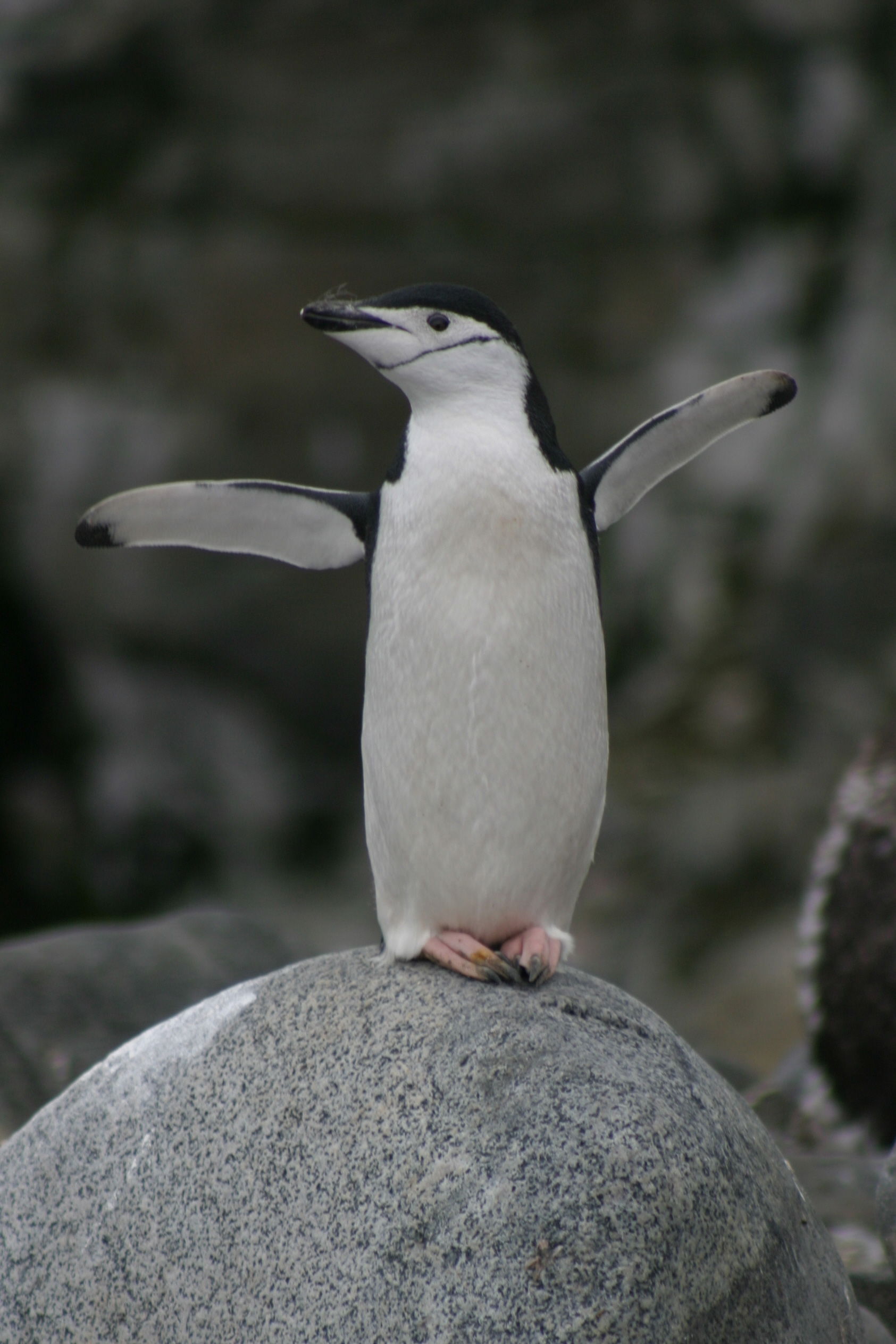 Chinstrap Penguin