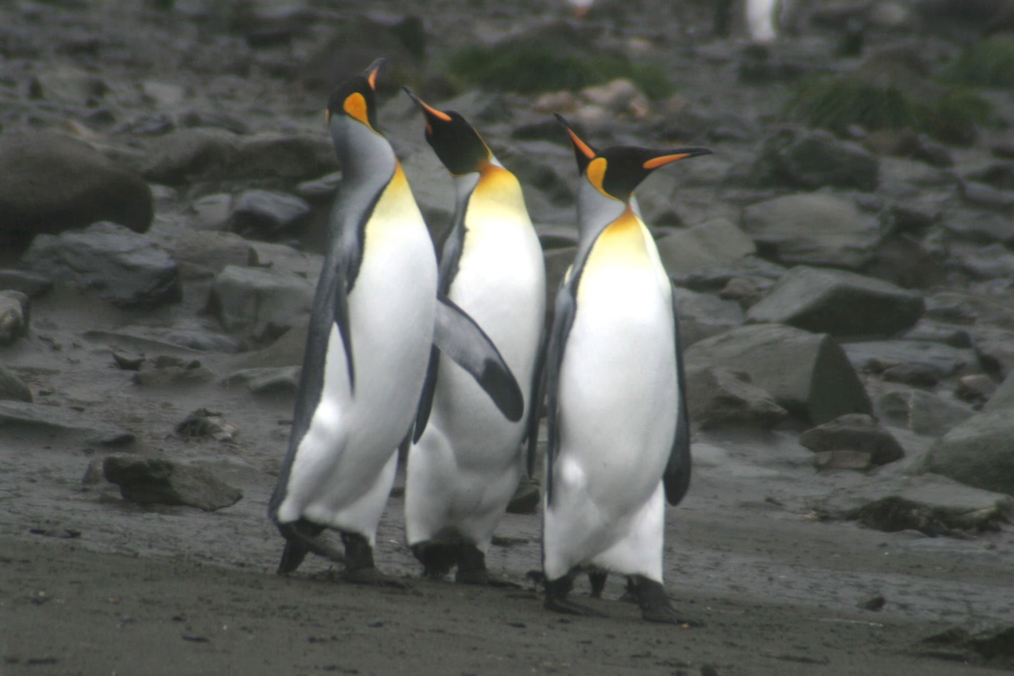 King Penguins