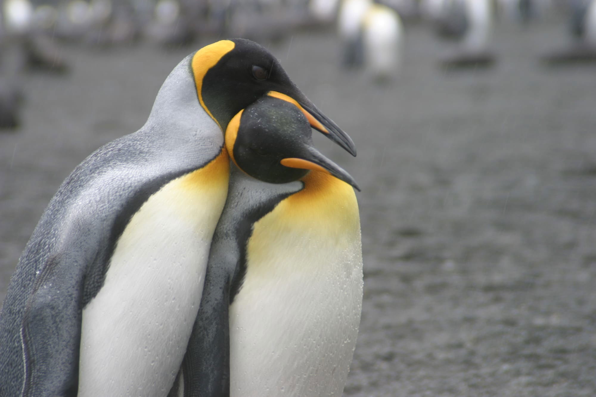 King Penguins