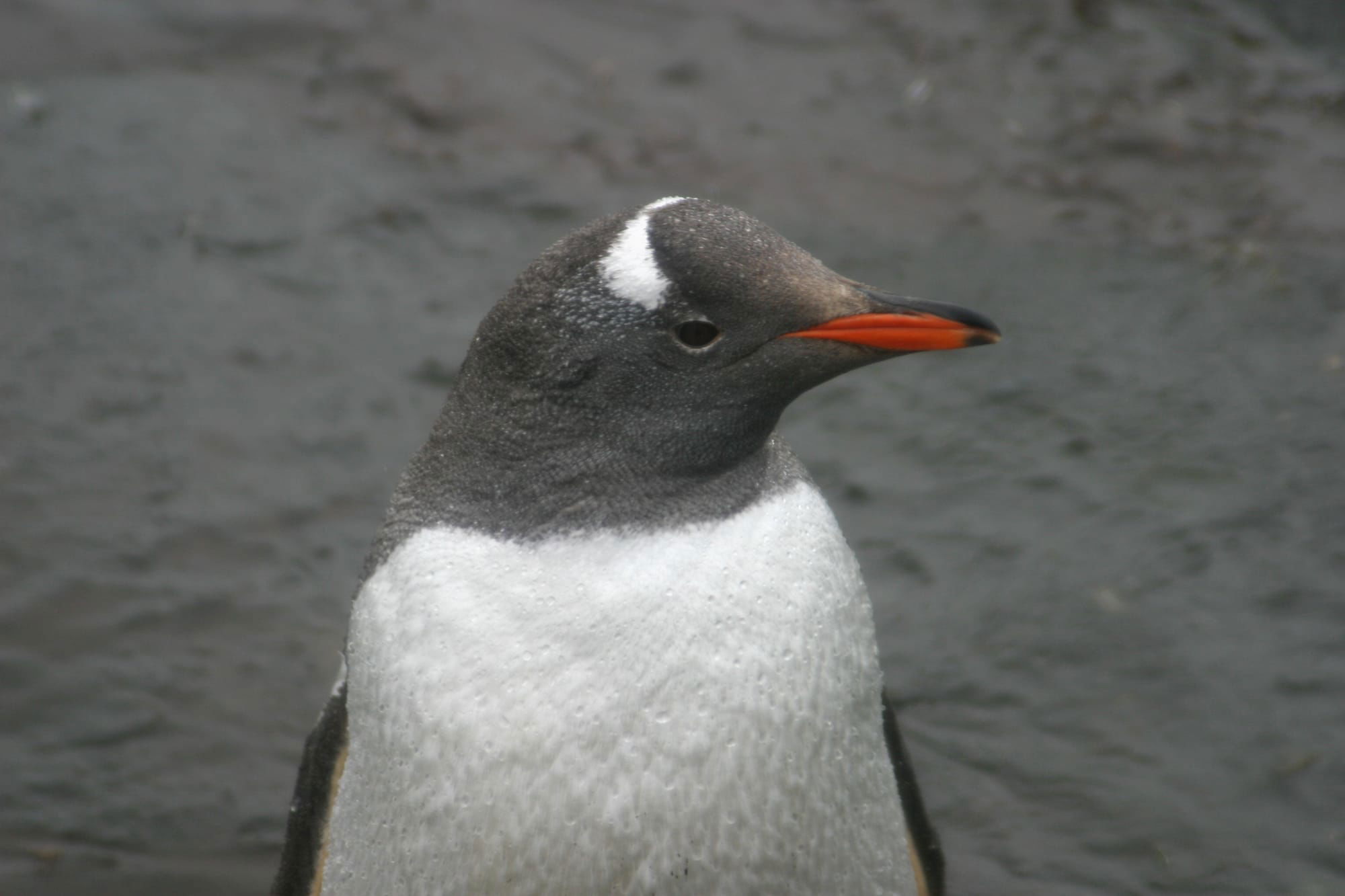 Gentoo Penguin