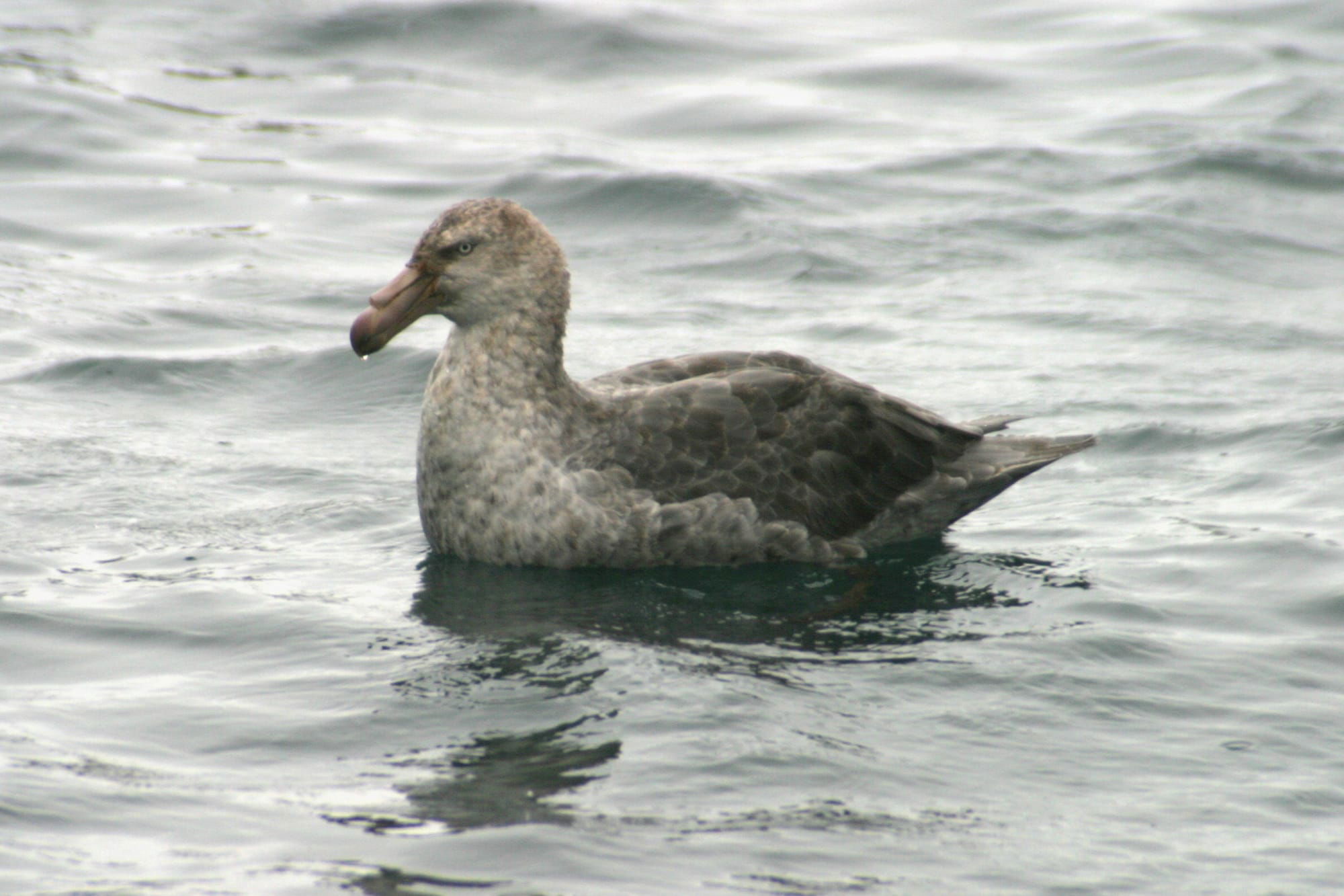 Giant Petrel