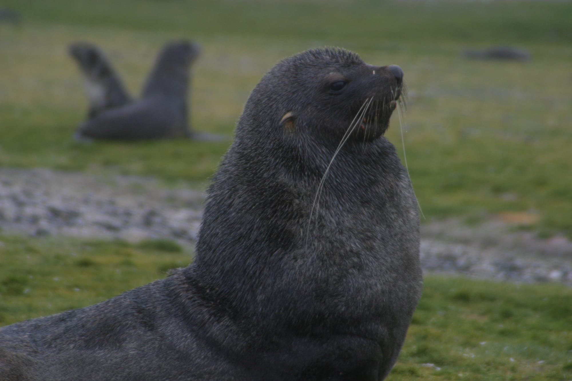 Male Fur Seal