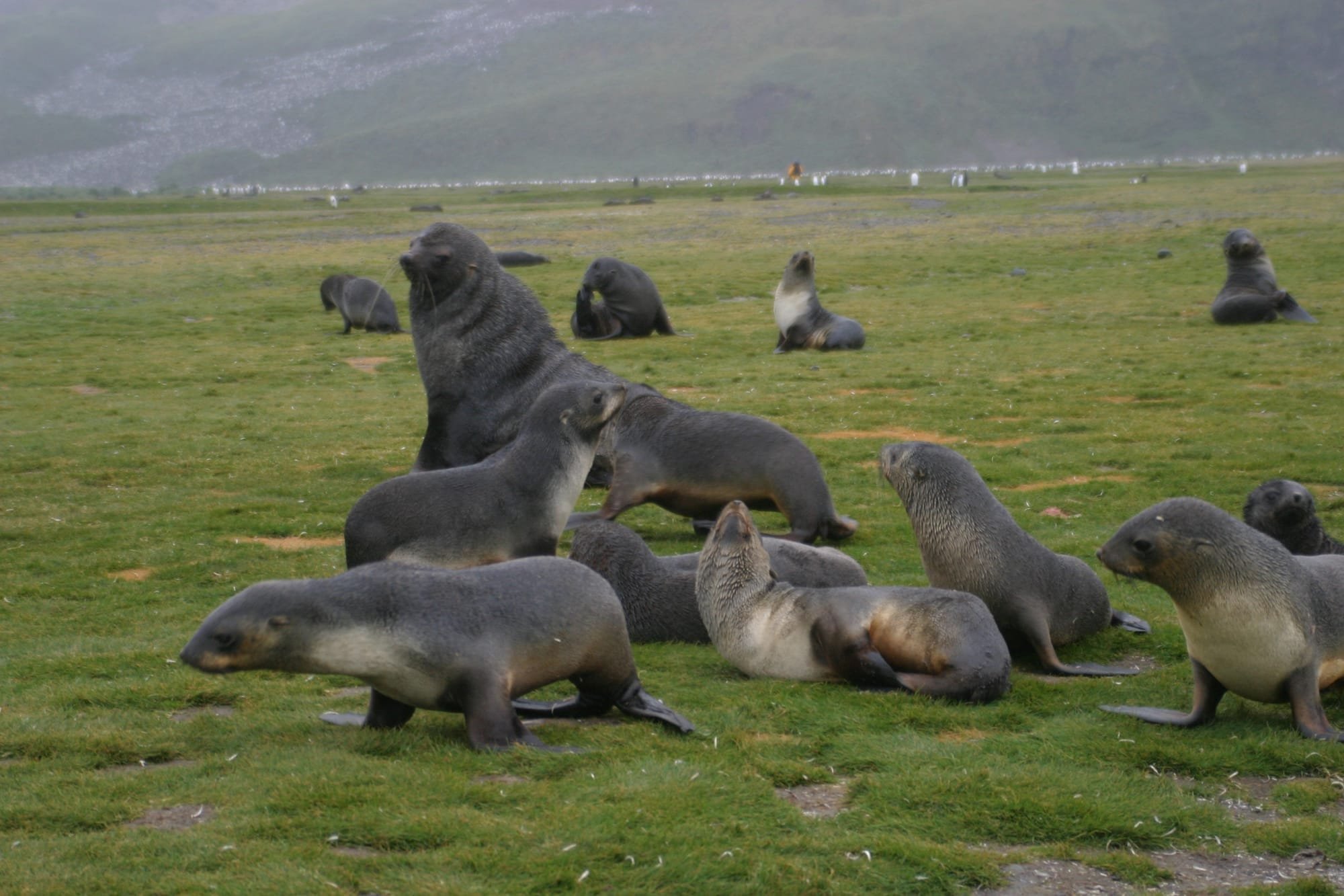 Male Fur Seal with harem