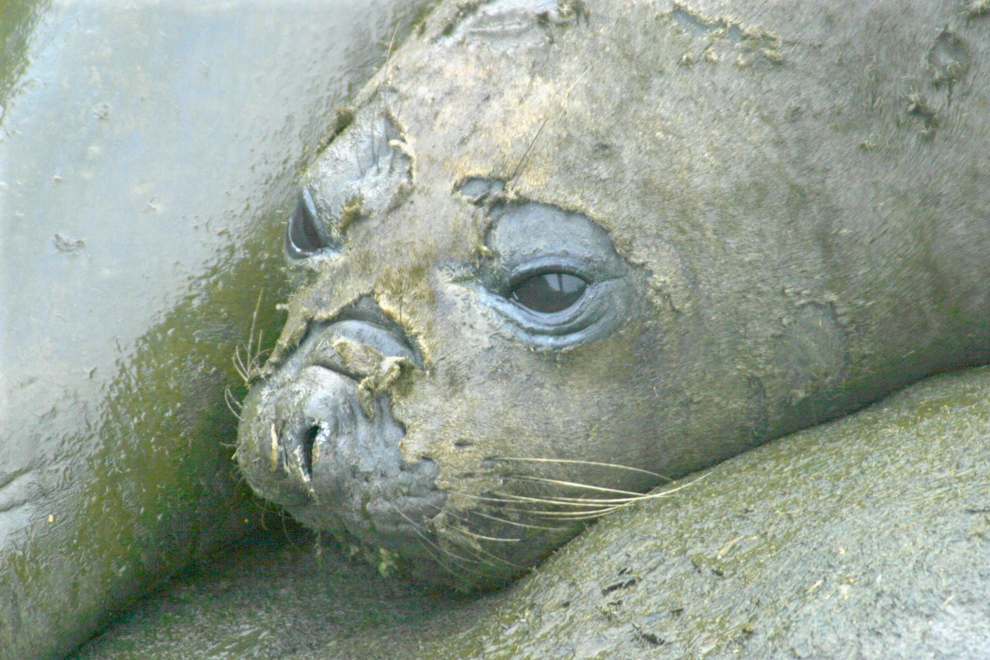 Elephant Seal - juvenile in moult