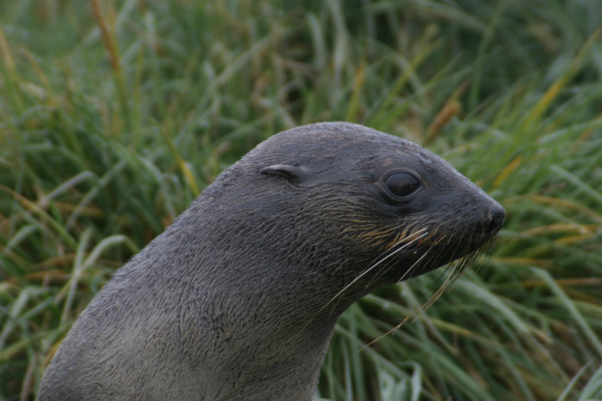 Fur Seal - juvenile male