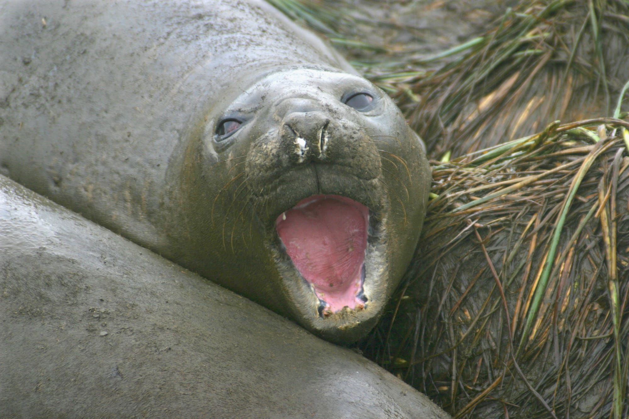 Elephant Seal - juvenile