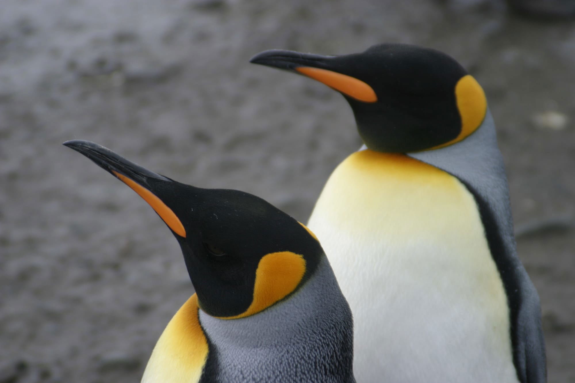 King Penguins