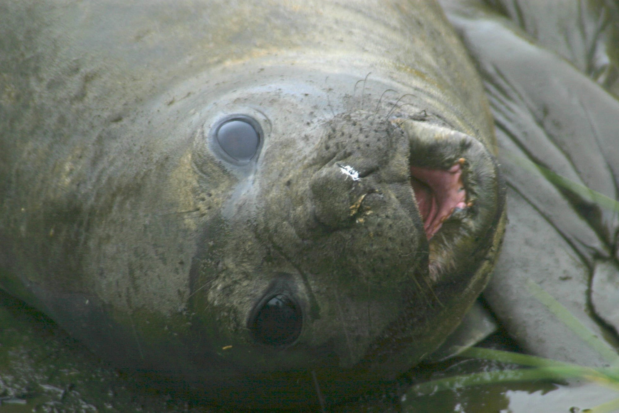 Elephant Seal - juvenile