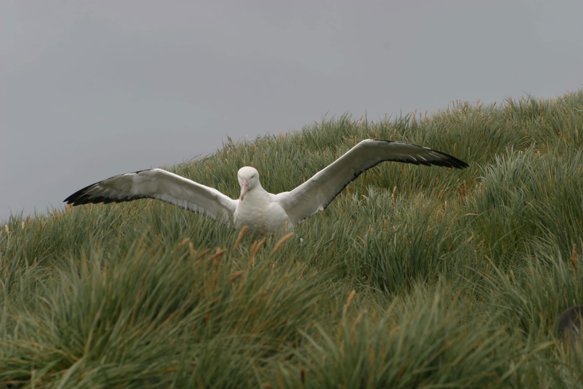 Wandering Albatross