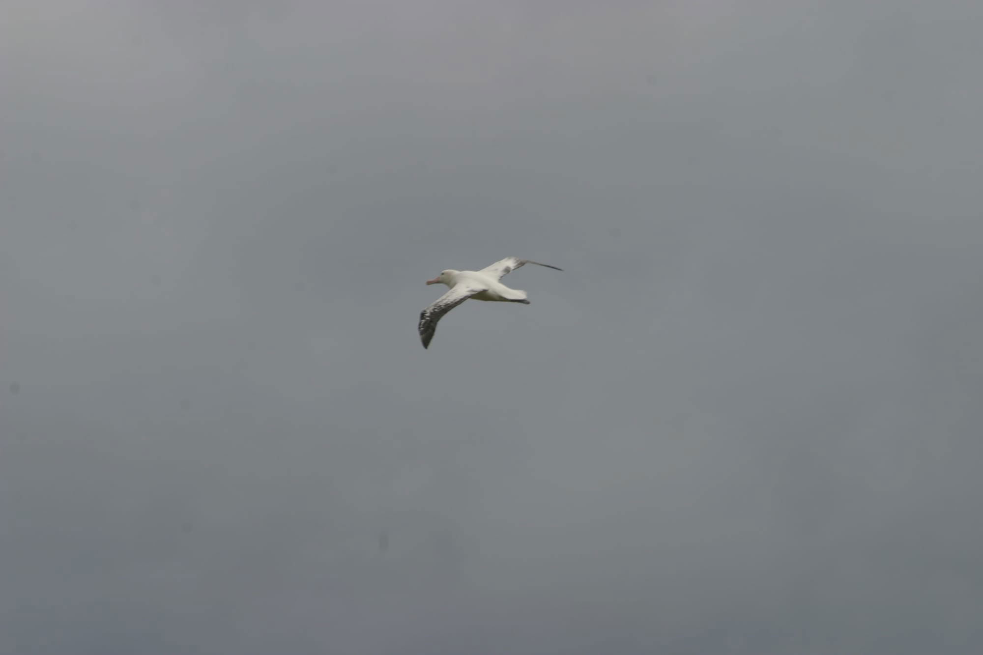 Wandering Albatross