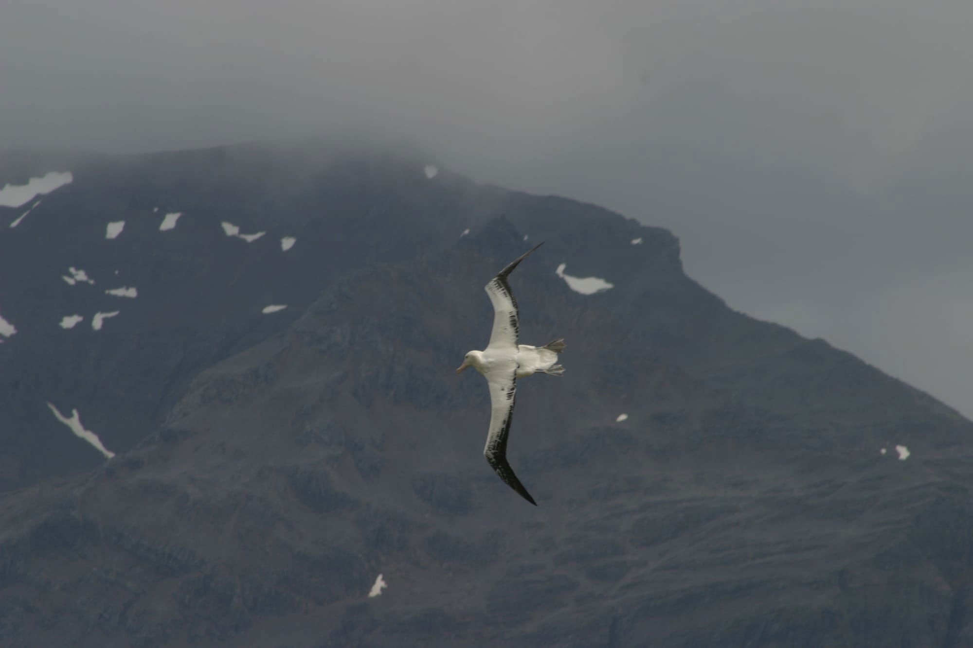 Wandering Albatross