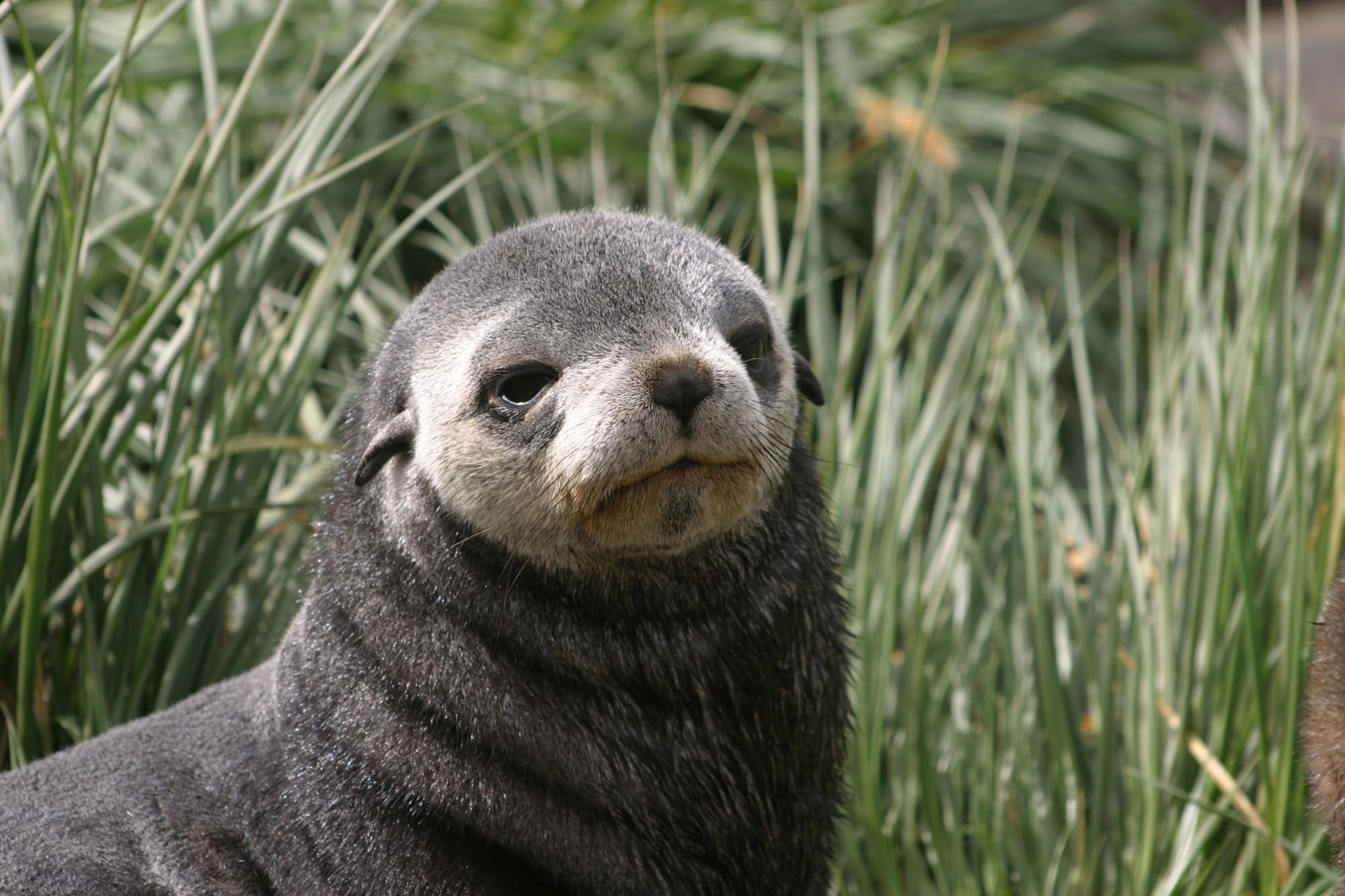 Fur Seal