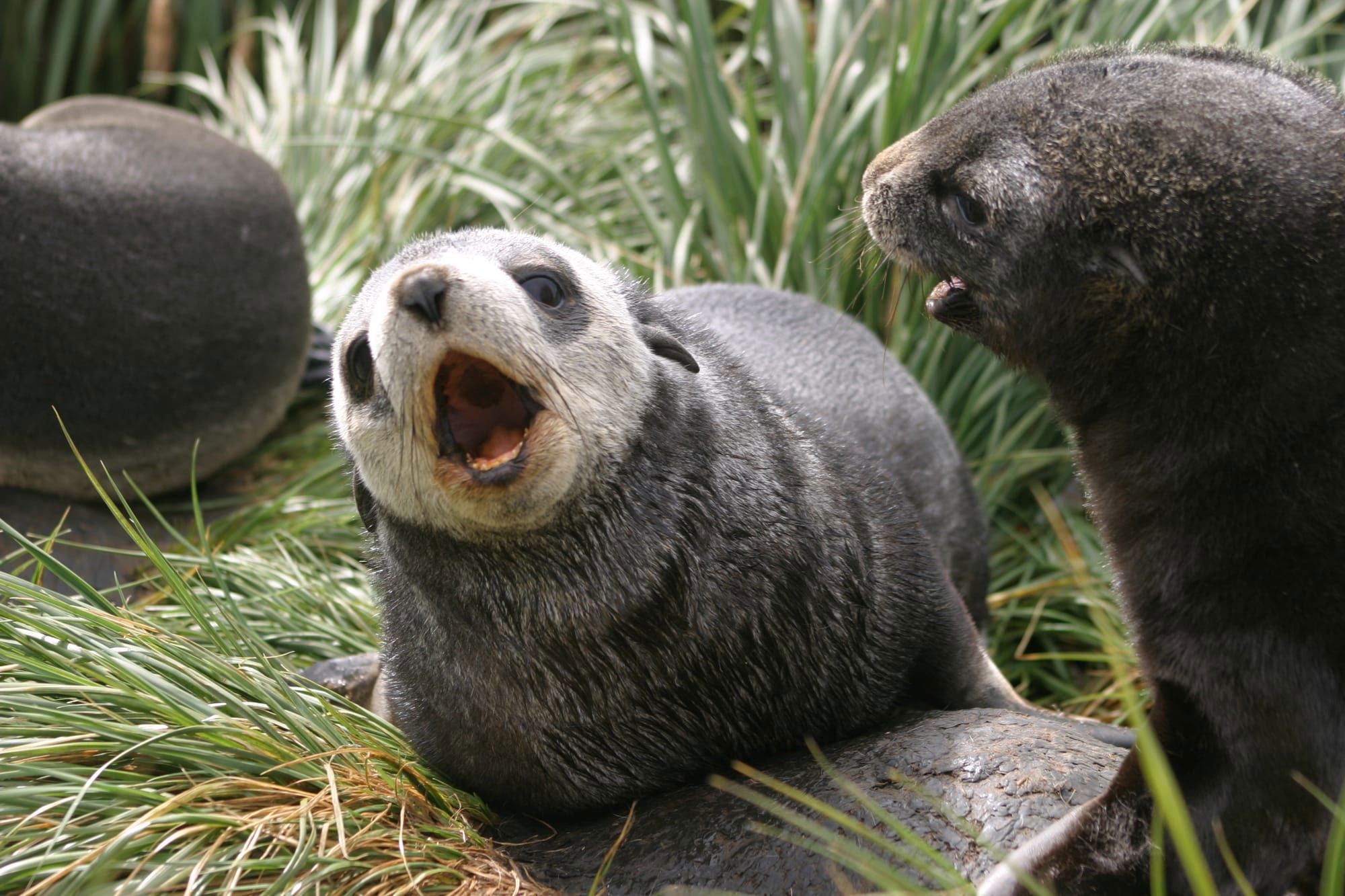 Fur Seal