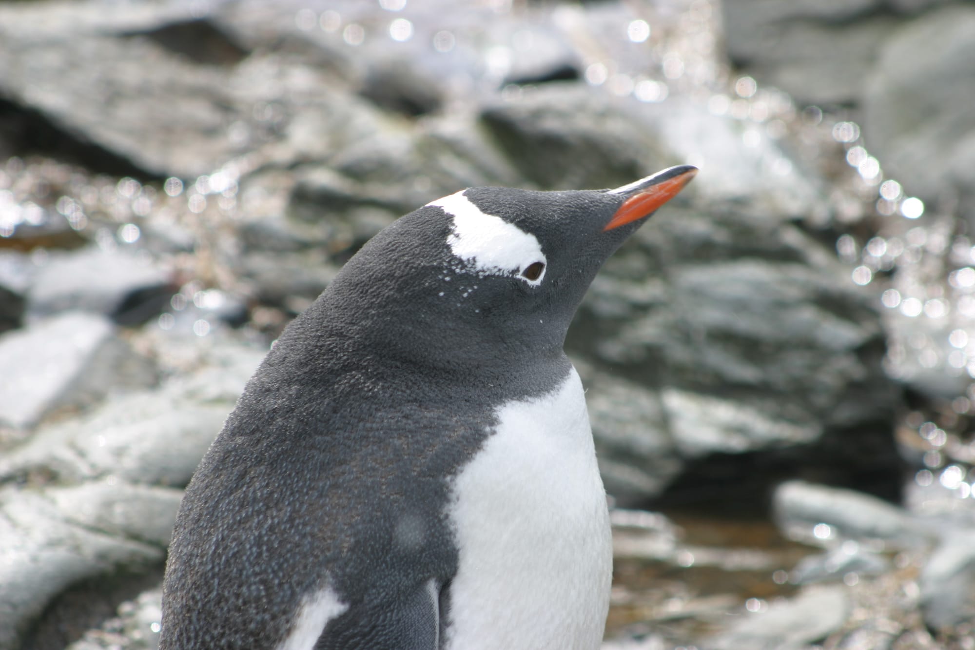 Gentoo Penguin