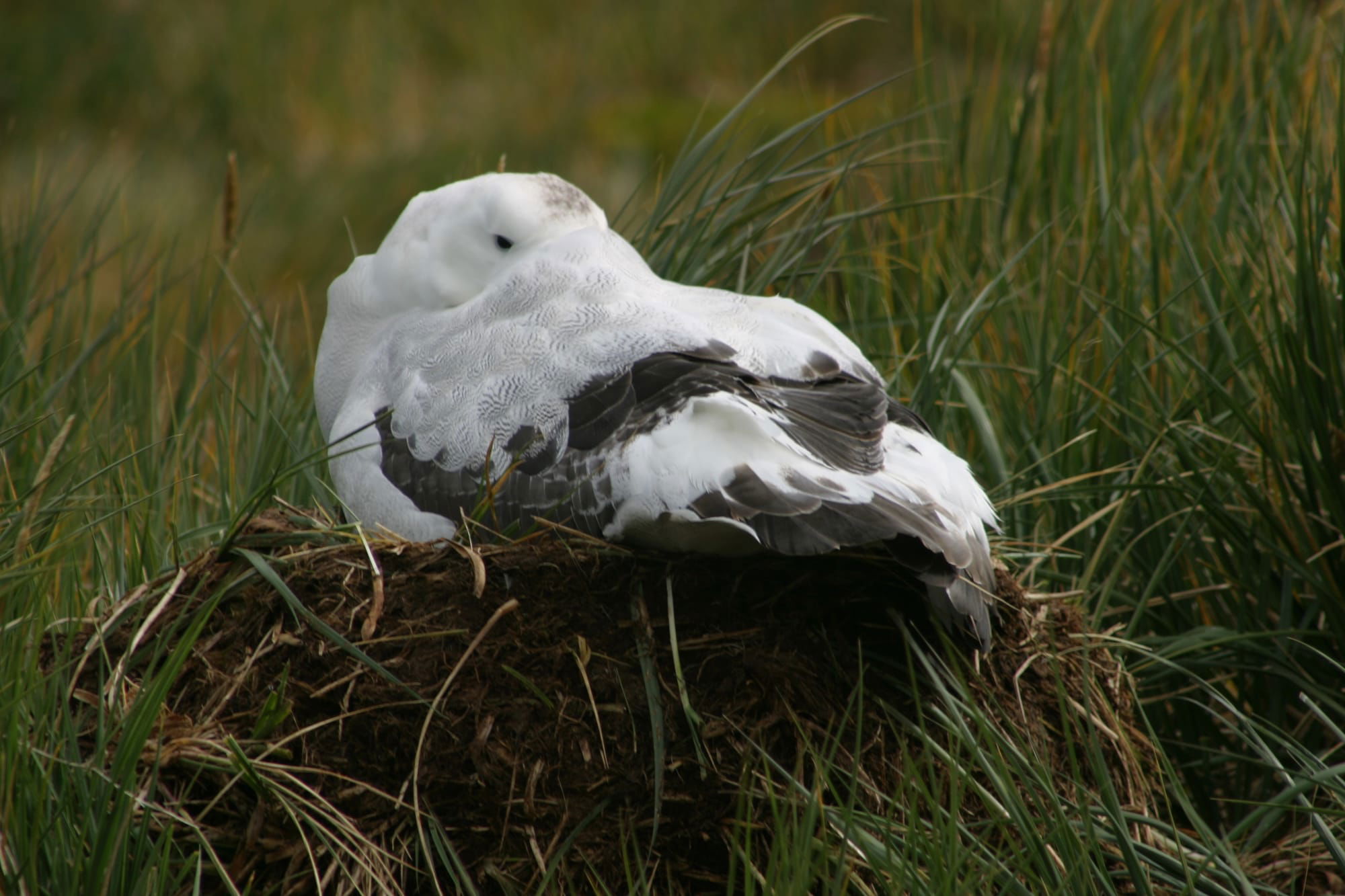 Wandering Albatross - on nest