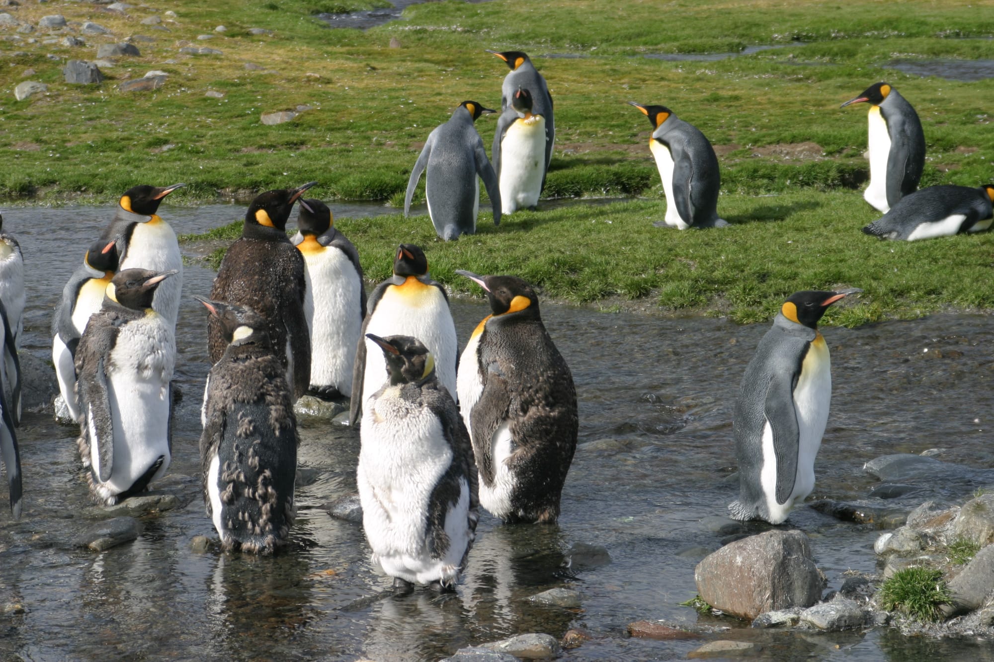 King Penguins