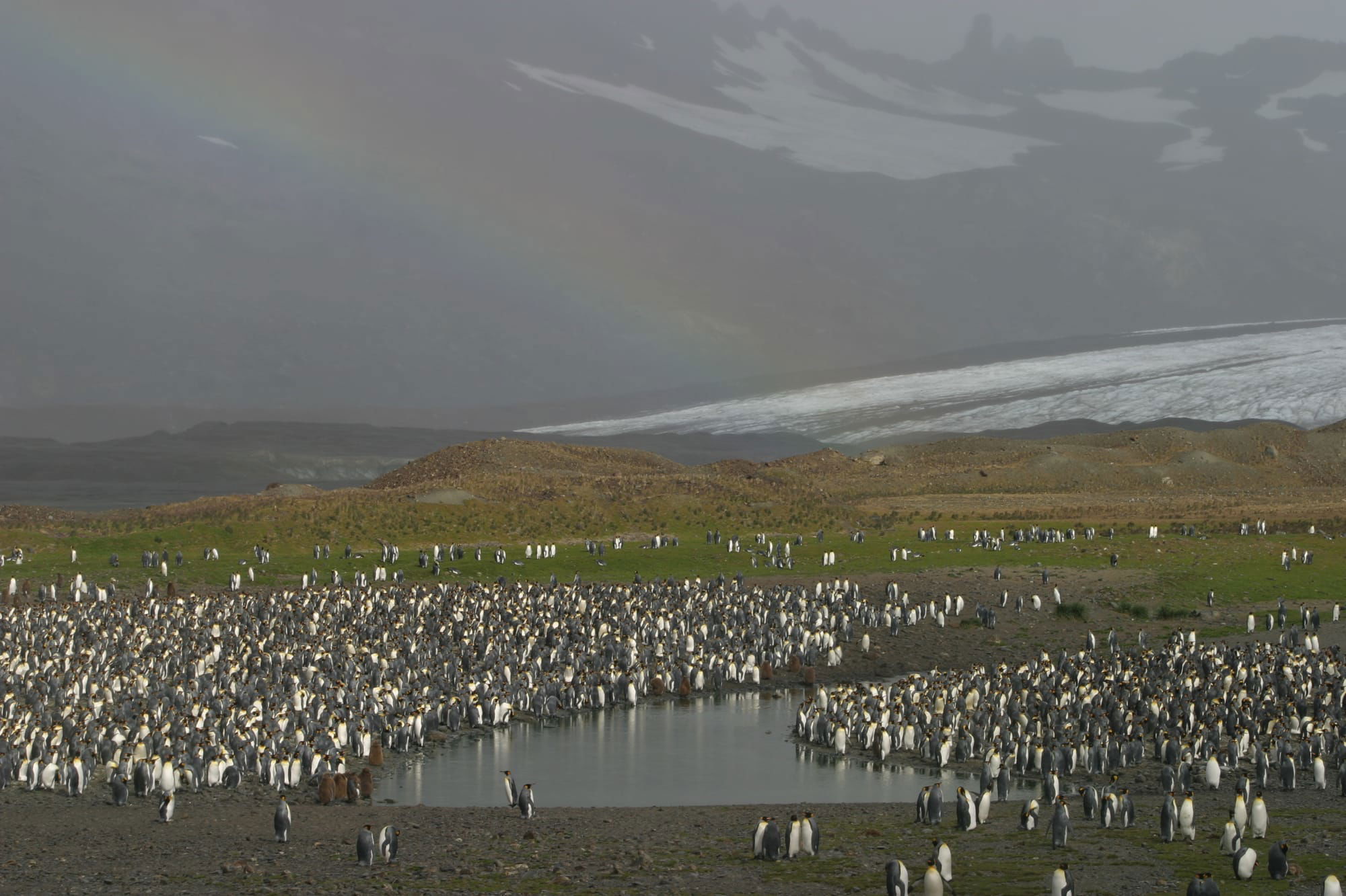 King Penguin colony