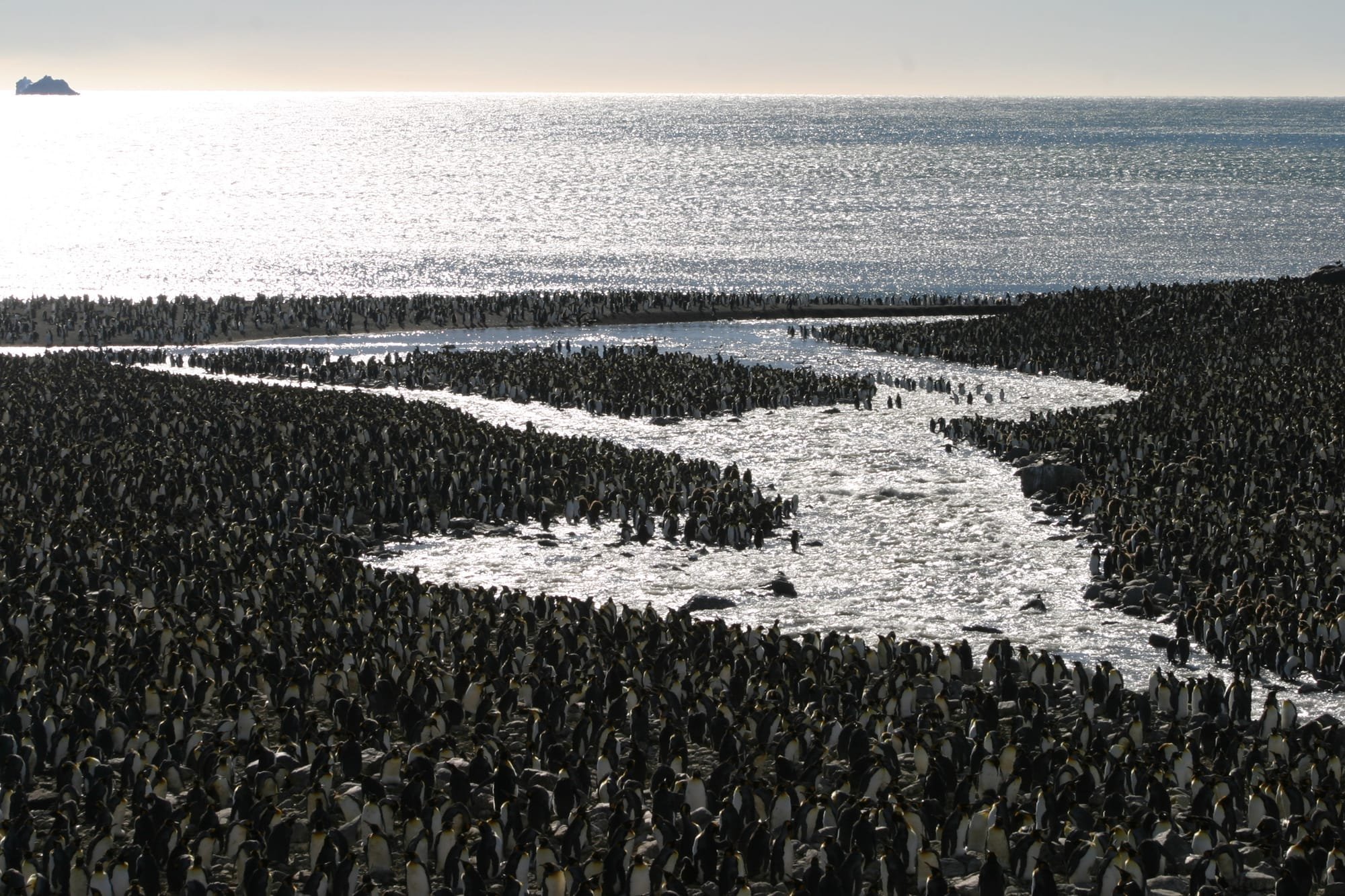 King Penguin Colony - 100,000 Birds