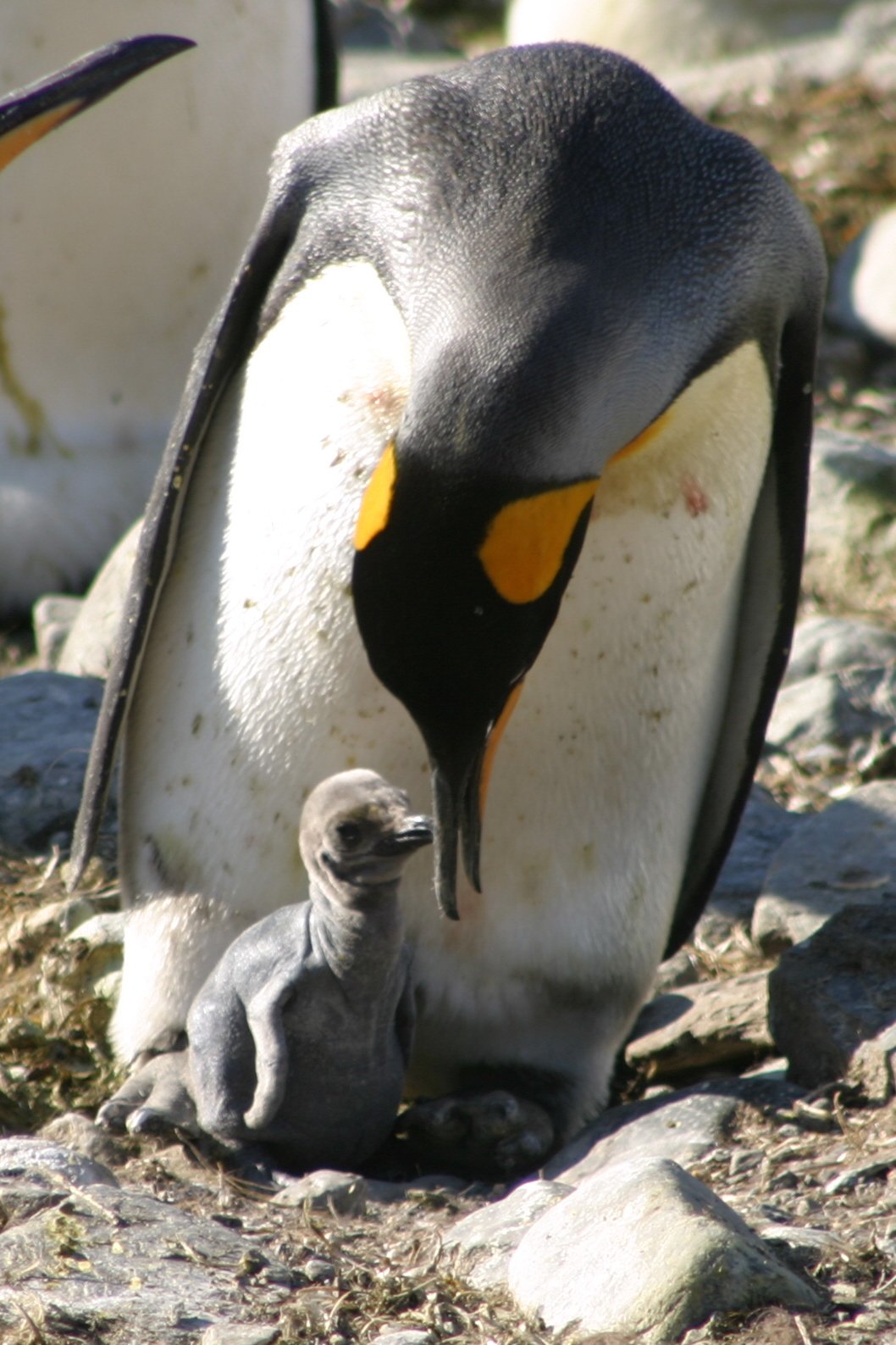 King Penguin with chick