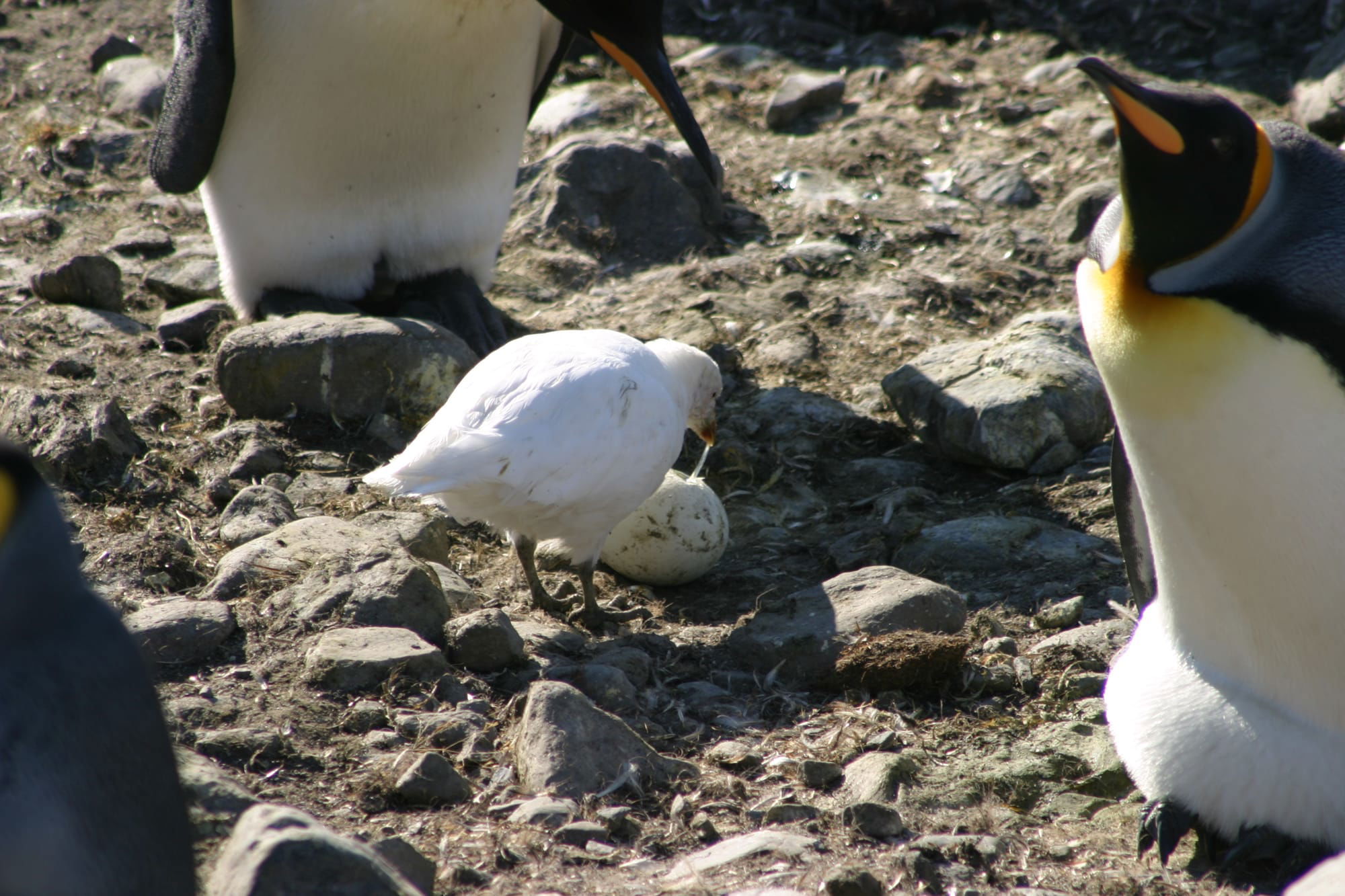 Snowy Sheathbill eats the egg