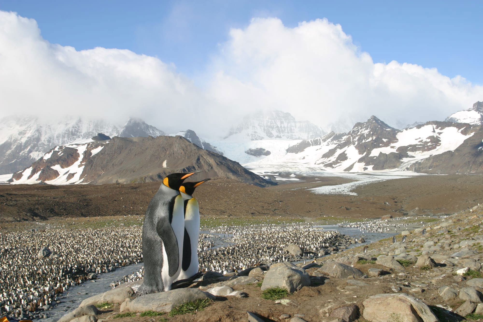 King Penguins