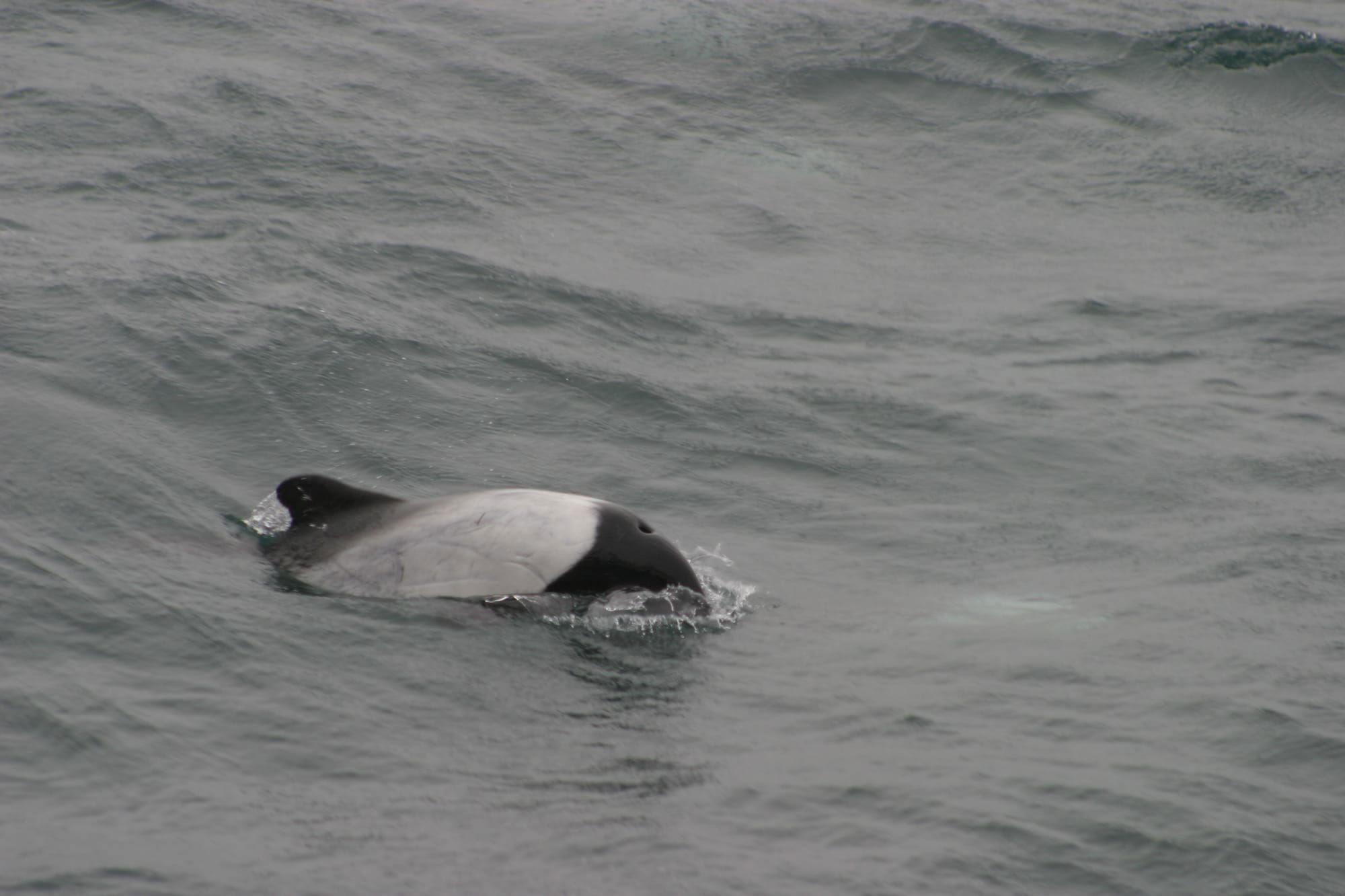 Commerson's Dolphin