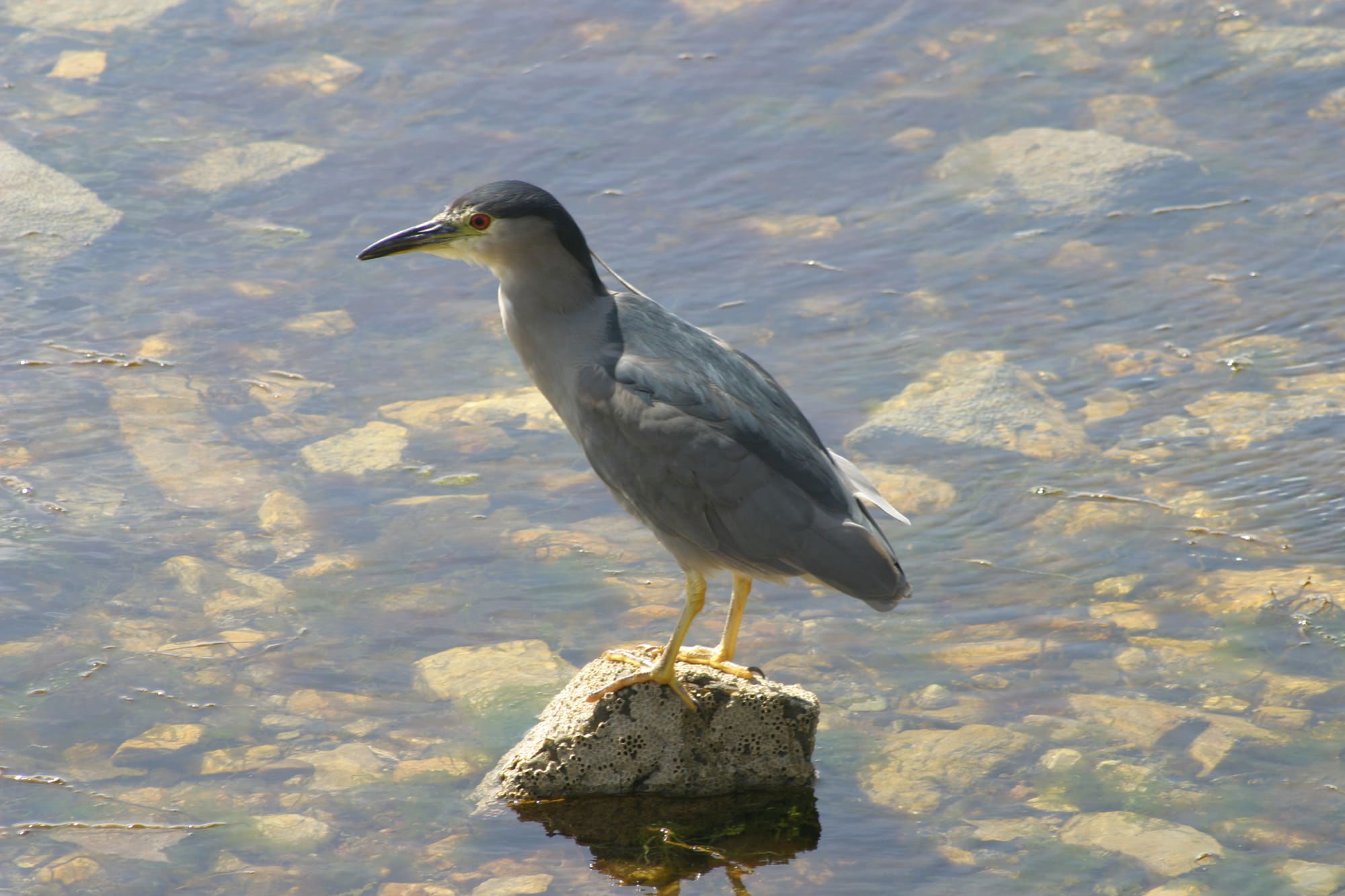 Black-crowned Night Heron