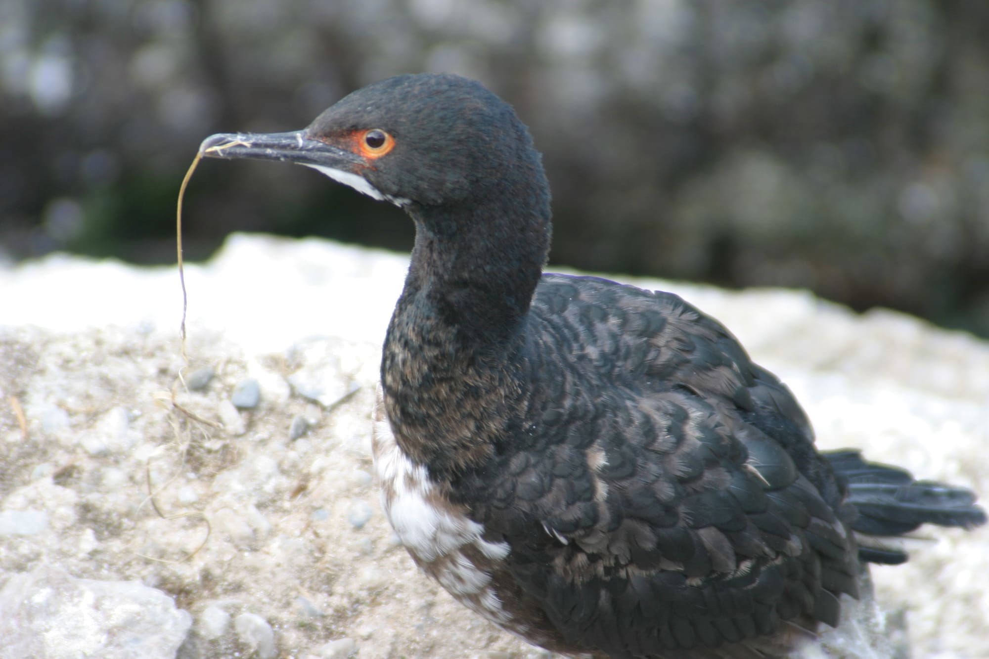 Rock Shag