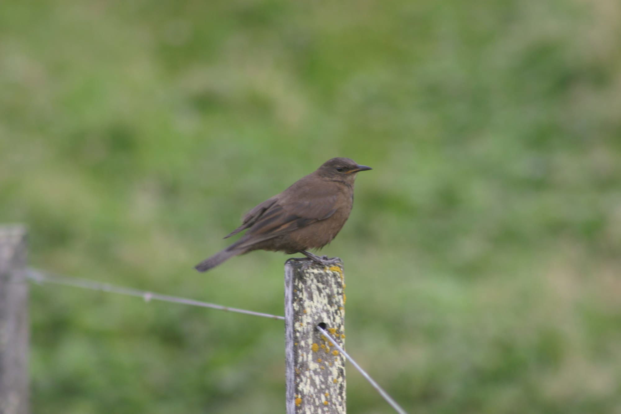 Blackish Cinclodes