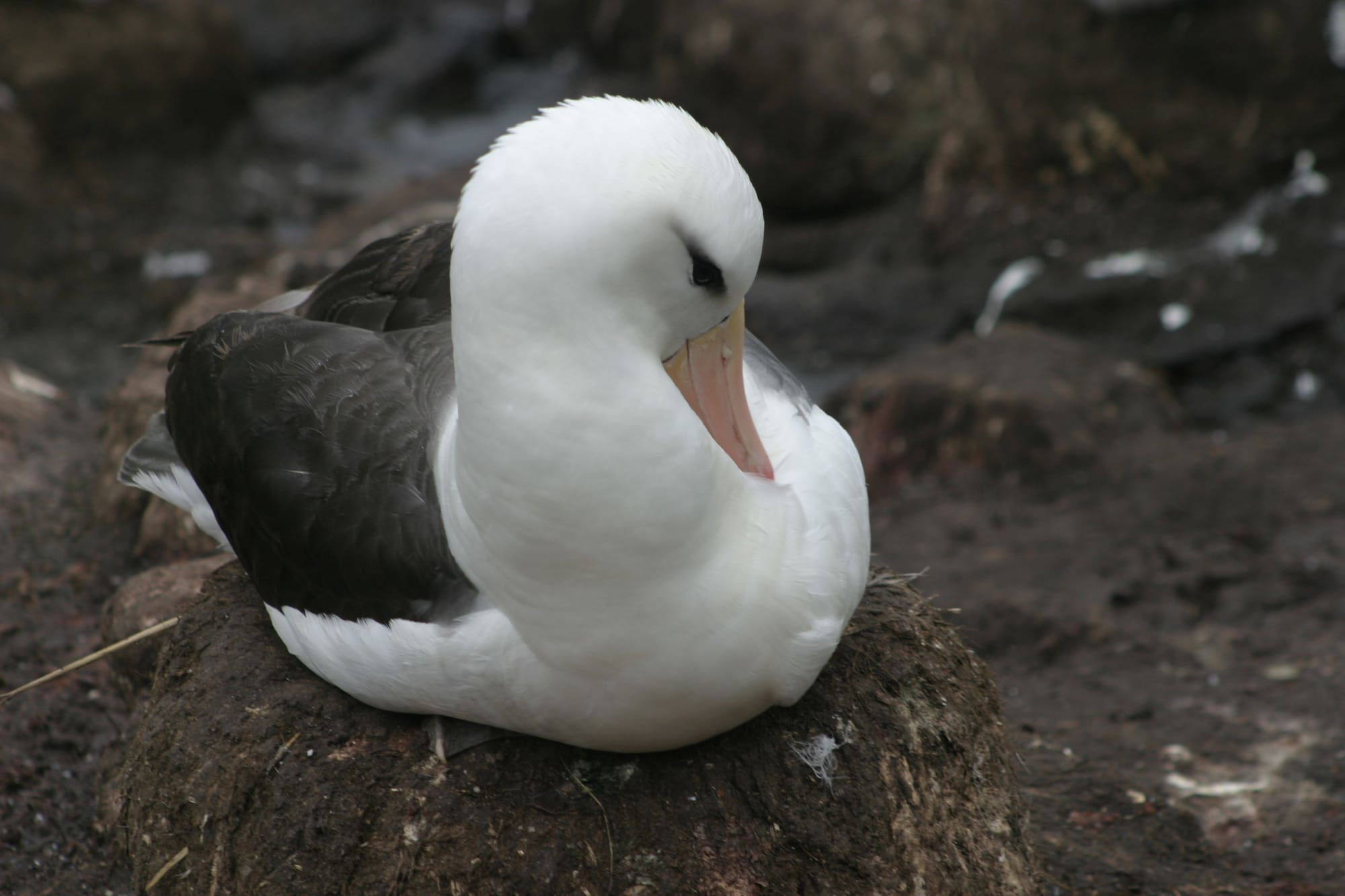 Black-browed Albatross